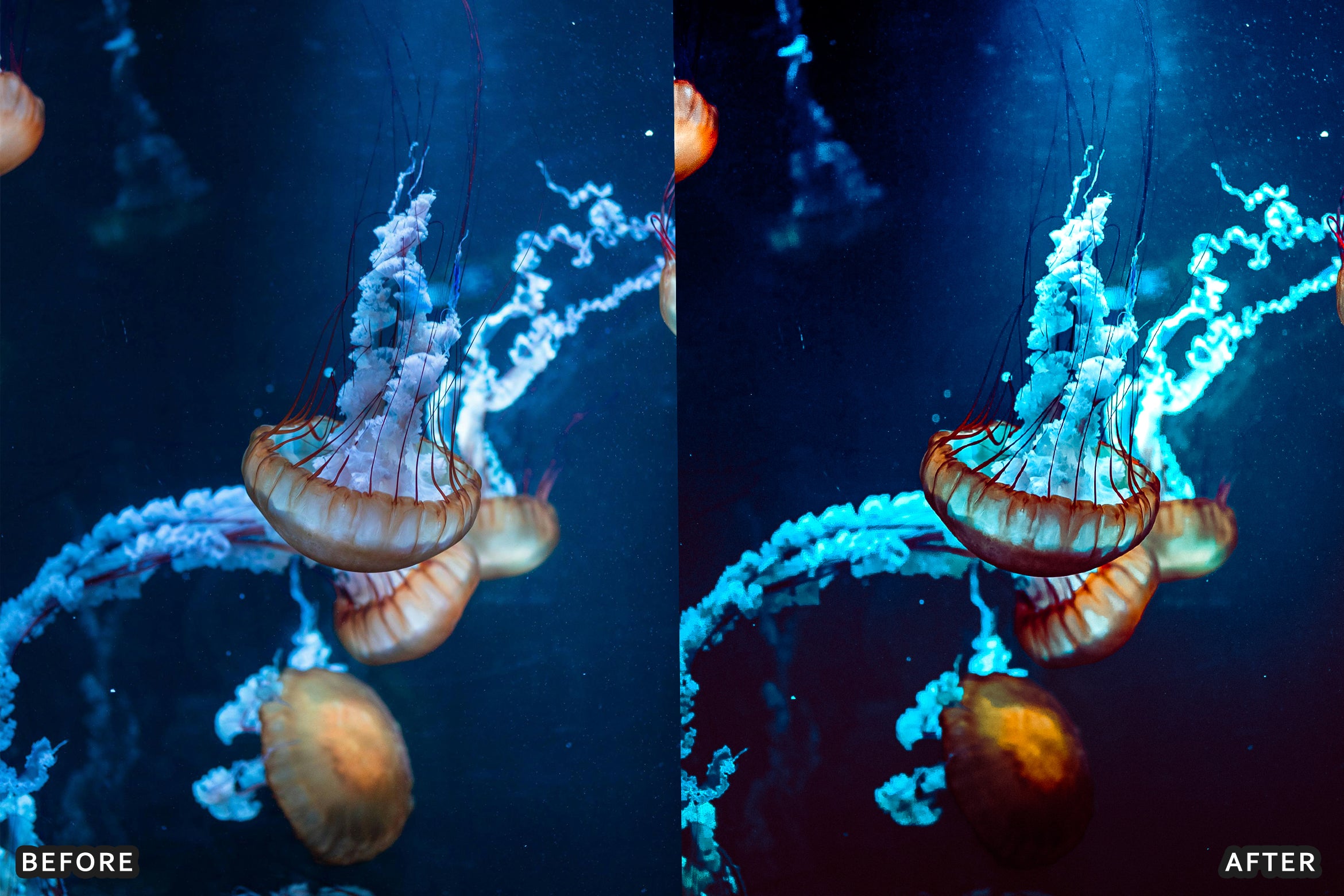 AI-Optimized Underwater Photography Lightroom Presets