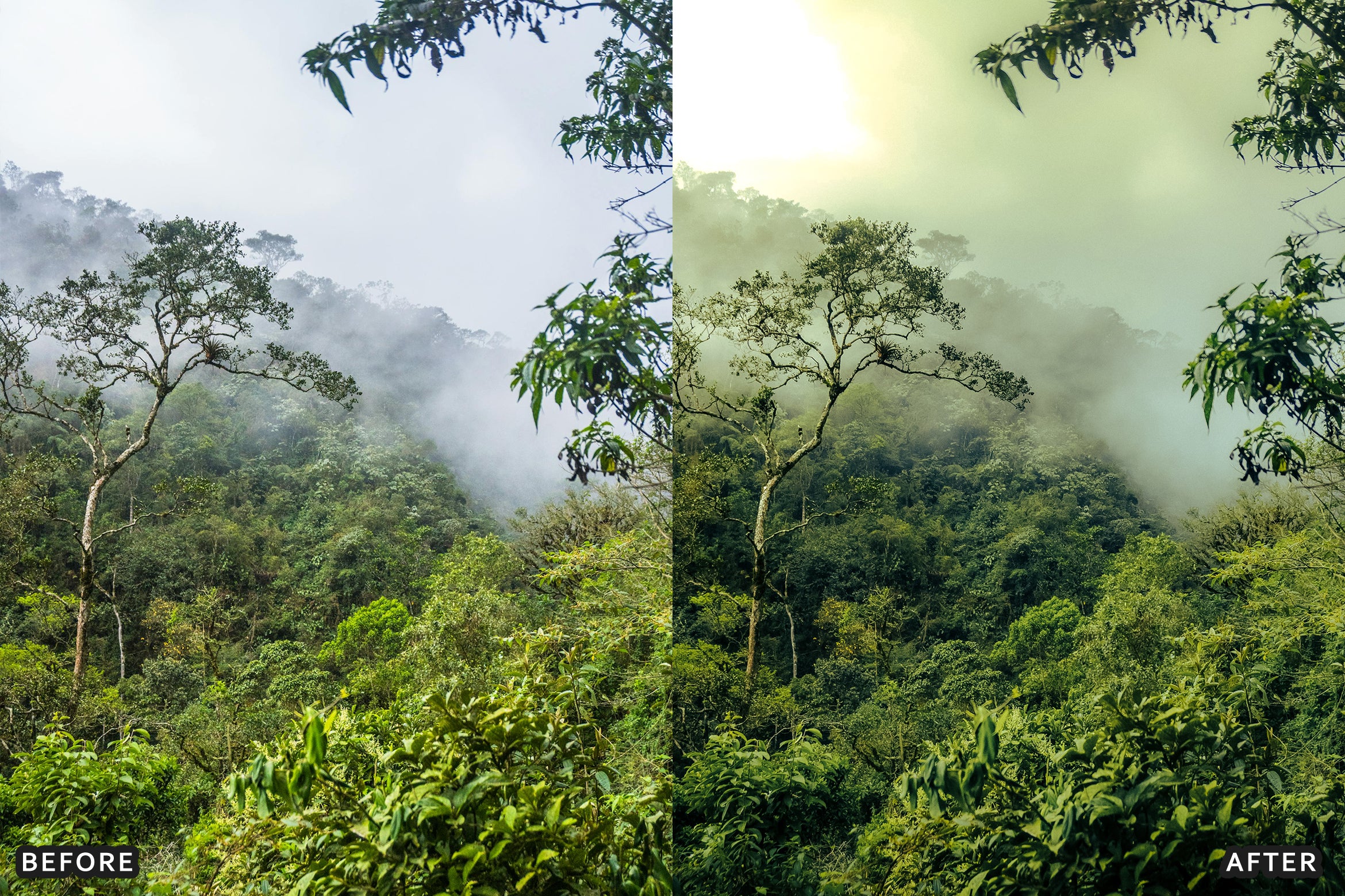 AI-Optimized Foggy Morning Lightroom Presets