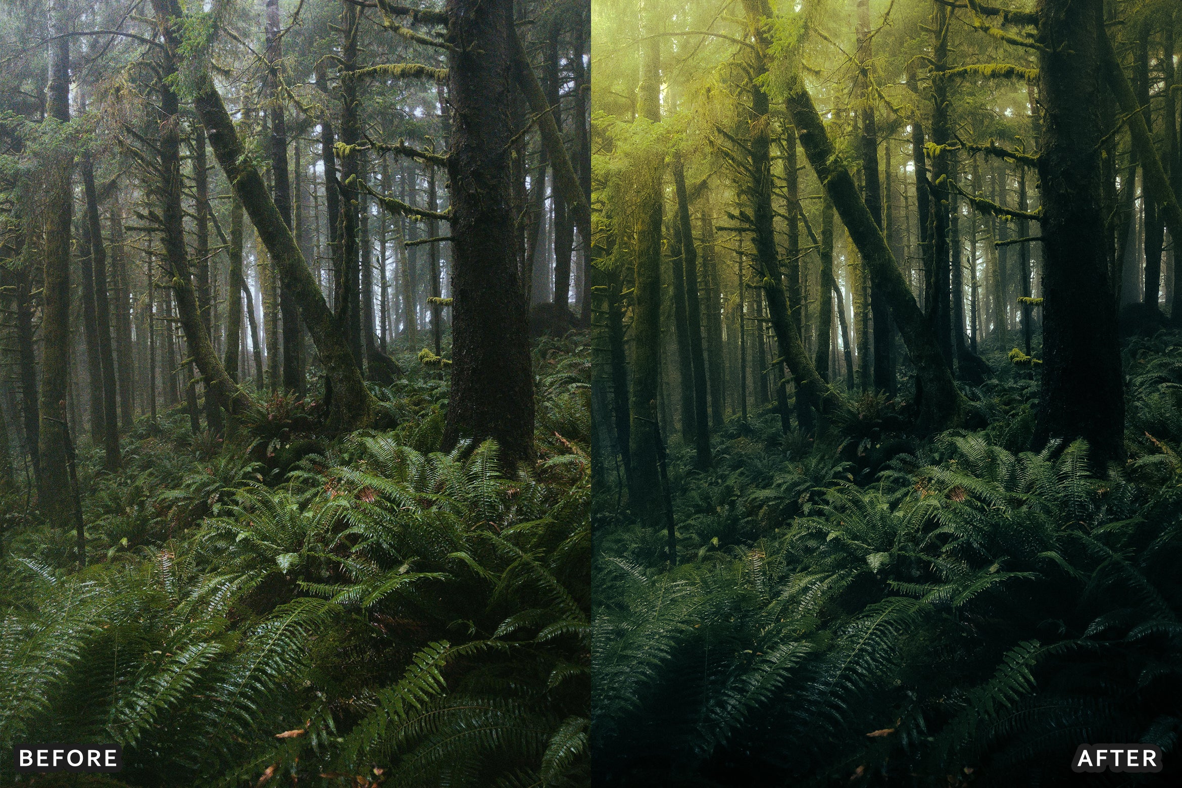 AI-Optimized Foggy Morning Lightroom Presets