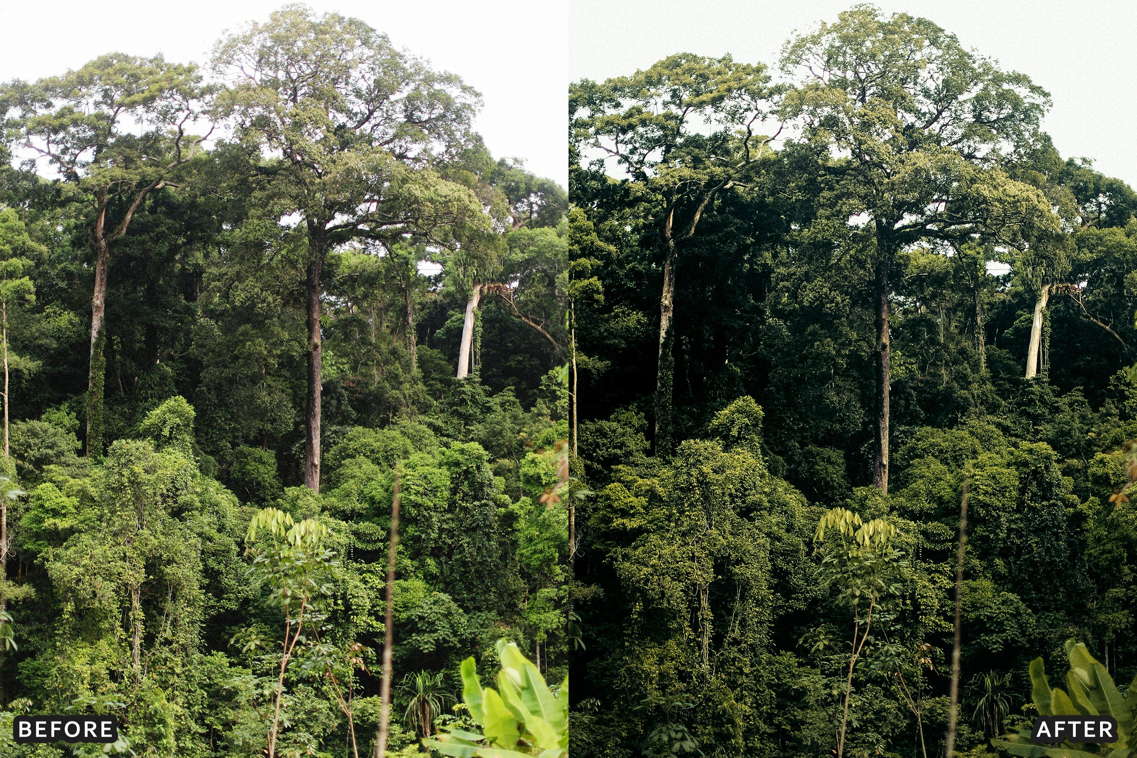 AI-Optimized Green Jungle Morning Cinematic Lightroom Presets