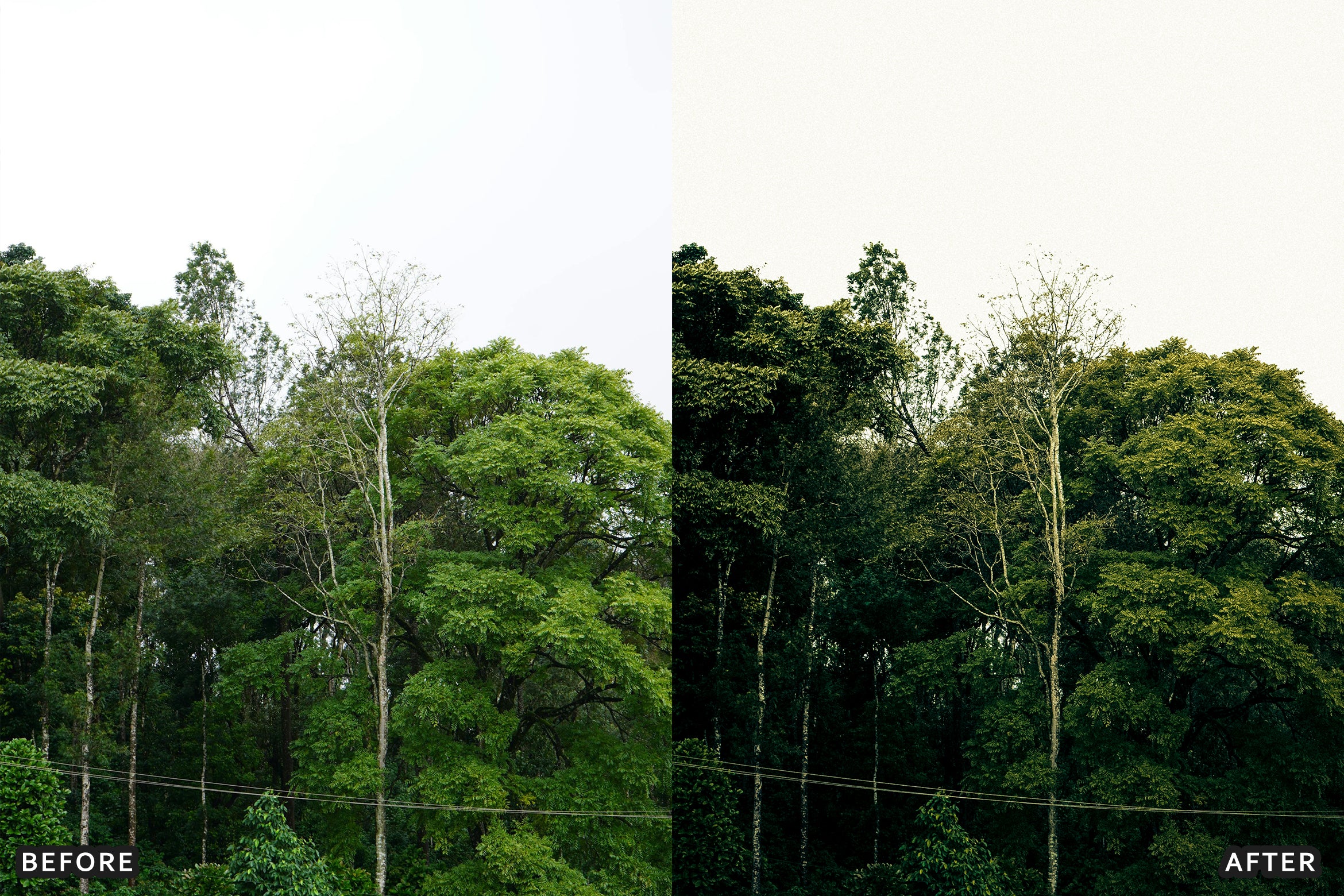 AI-Optimized Green Jungle Morning Cinematic Lightroom Presets
