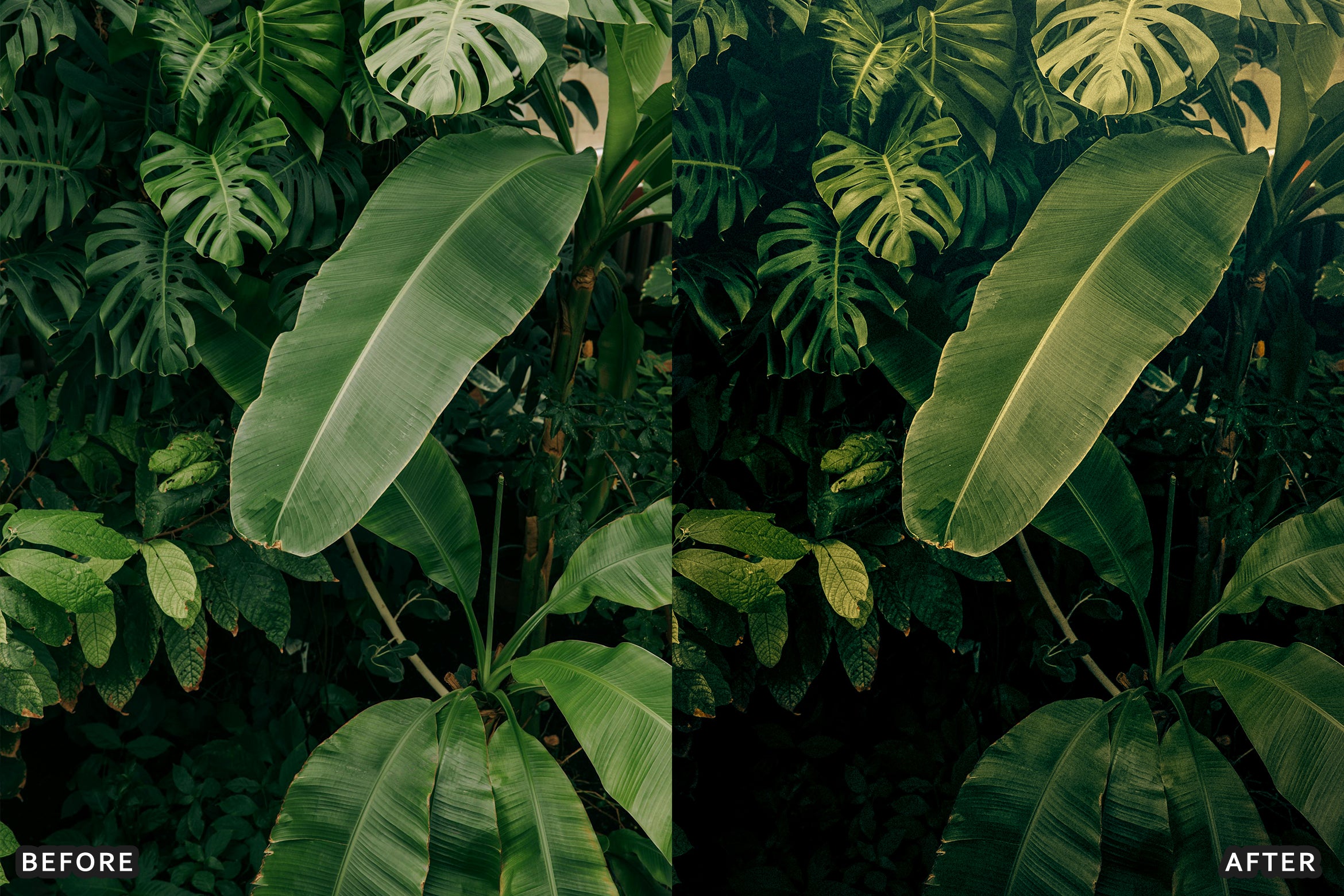AI-Optimized Green Jungle Morning Cinematic Lightroom Presets
