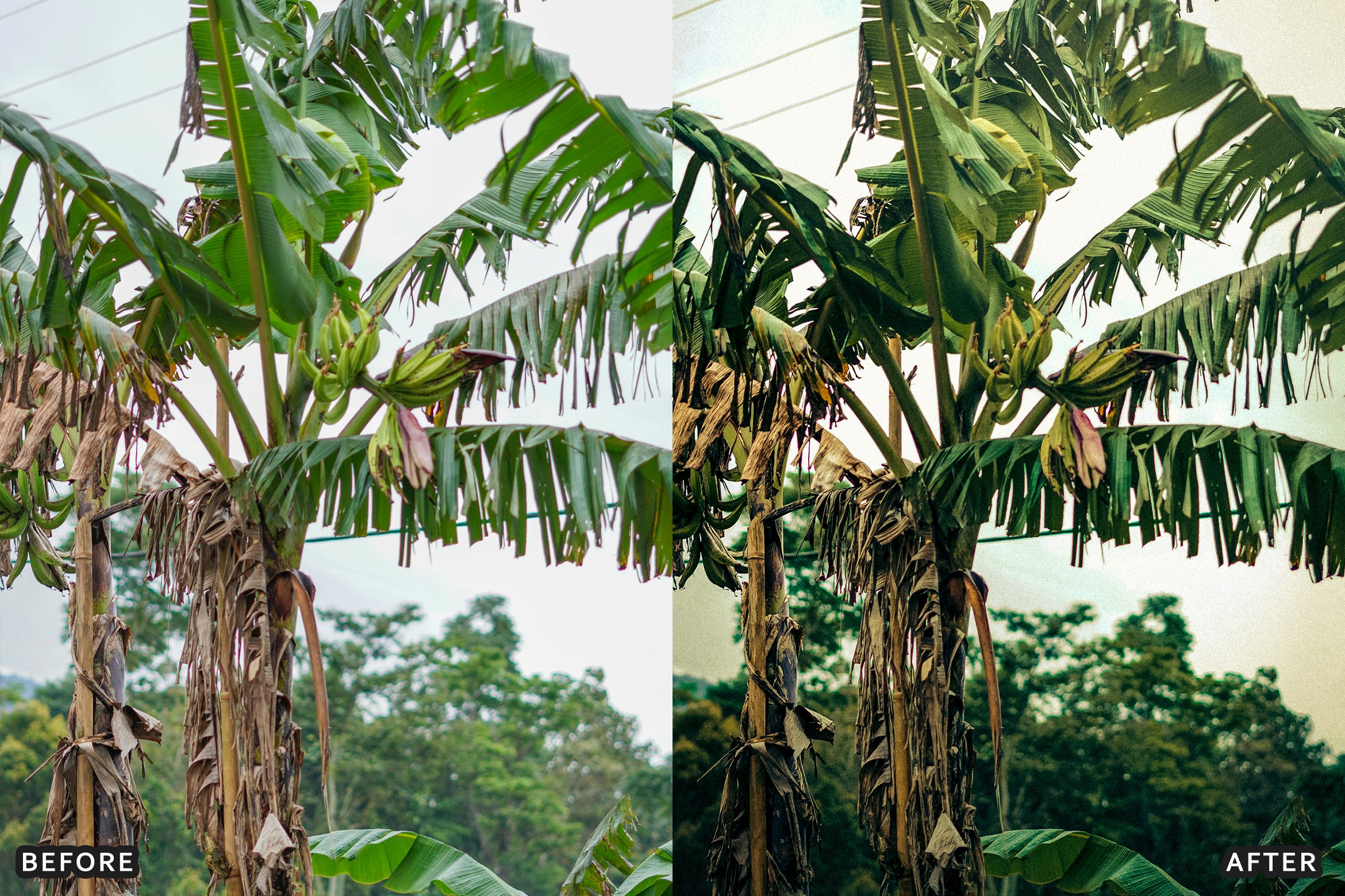 AI-Optimized Green Jungle Morning Cinematic Lightroom Presets