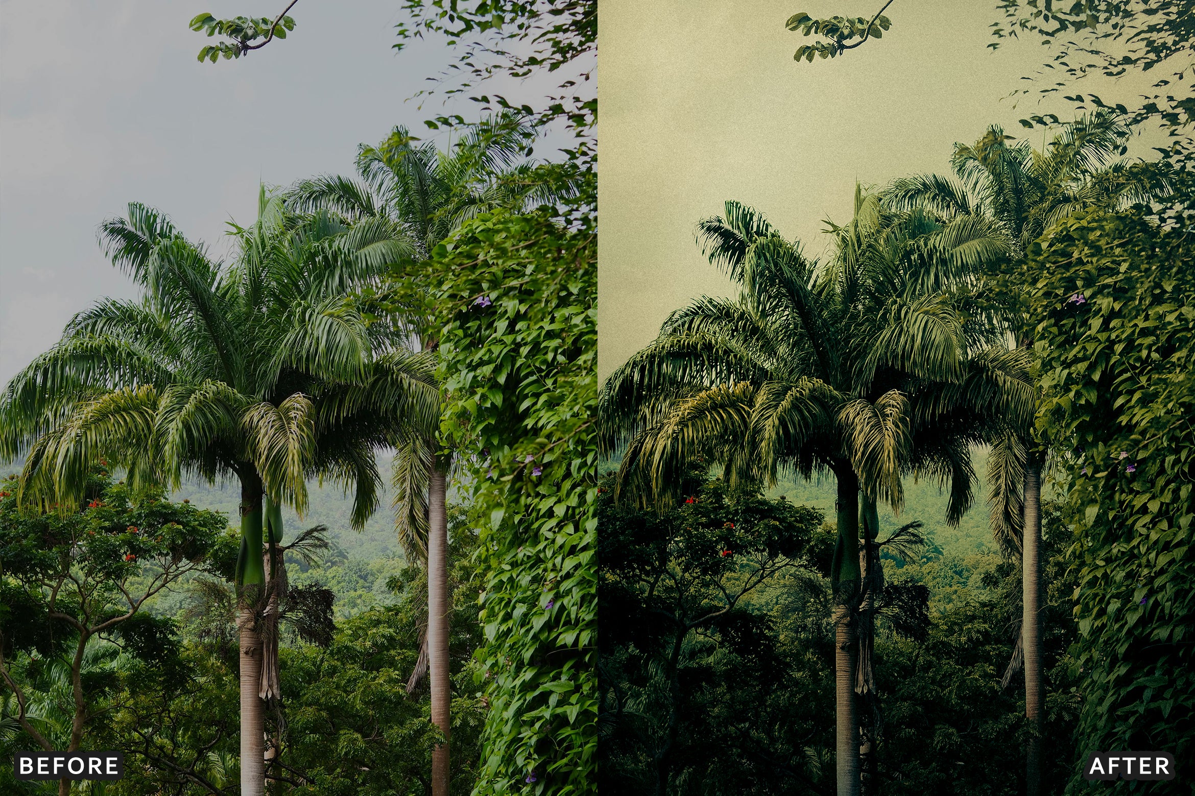 AI-Optimized Green Jungle Morning Cinematic Lightroom Presets