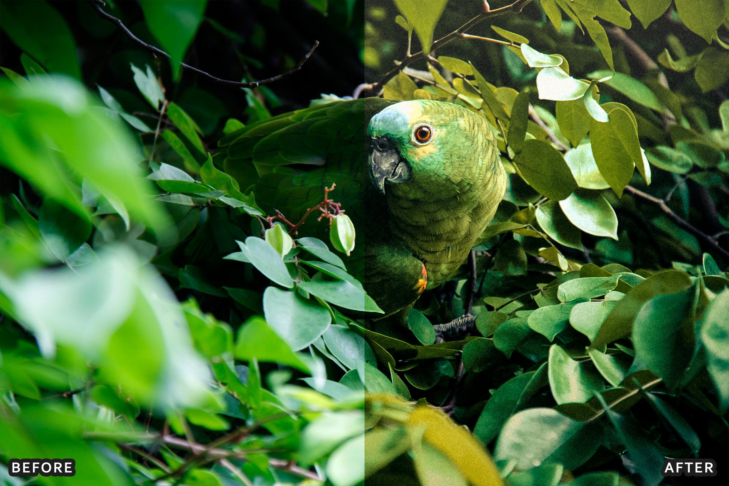 AI-Optimized Green Jungle Morning Cinematic Lightroom Presets