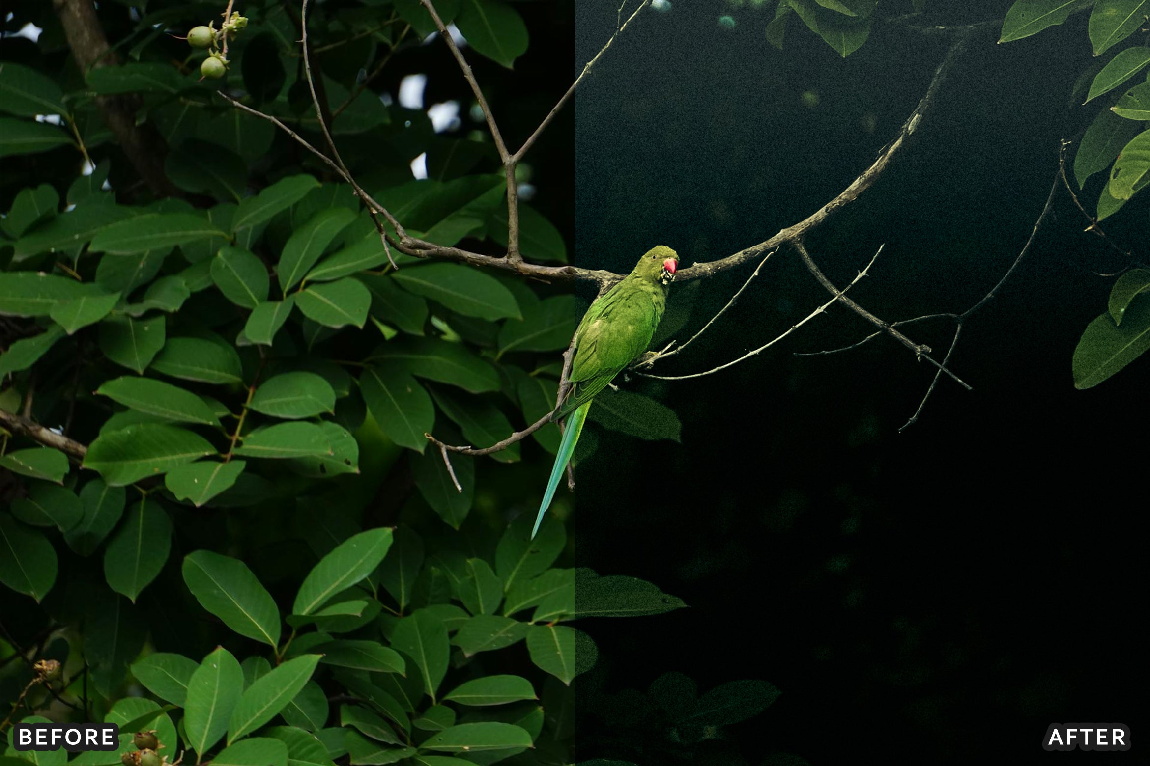 AI-Optimized Green Jungle Morning Cinematic Lightroom Presets