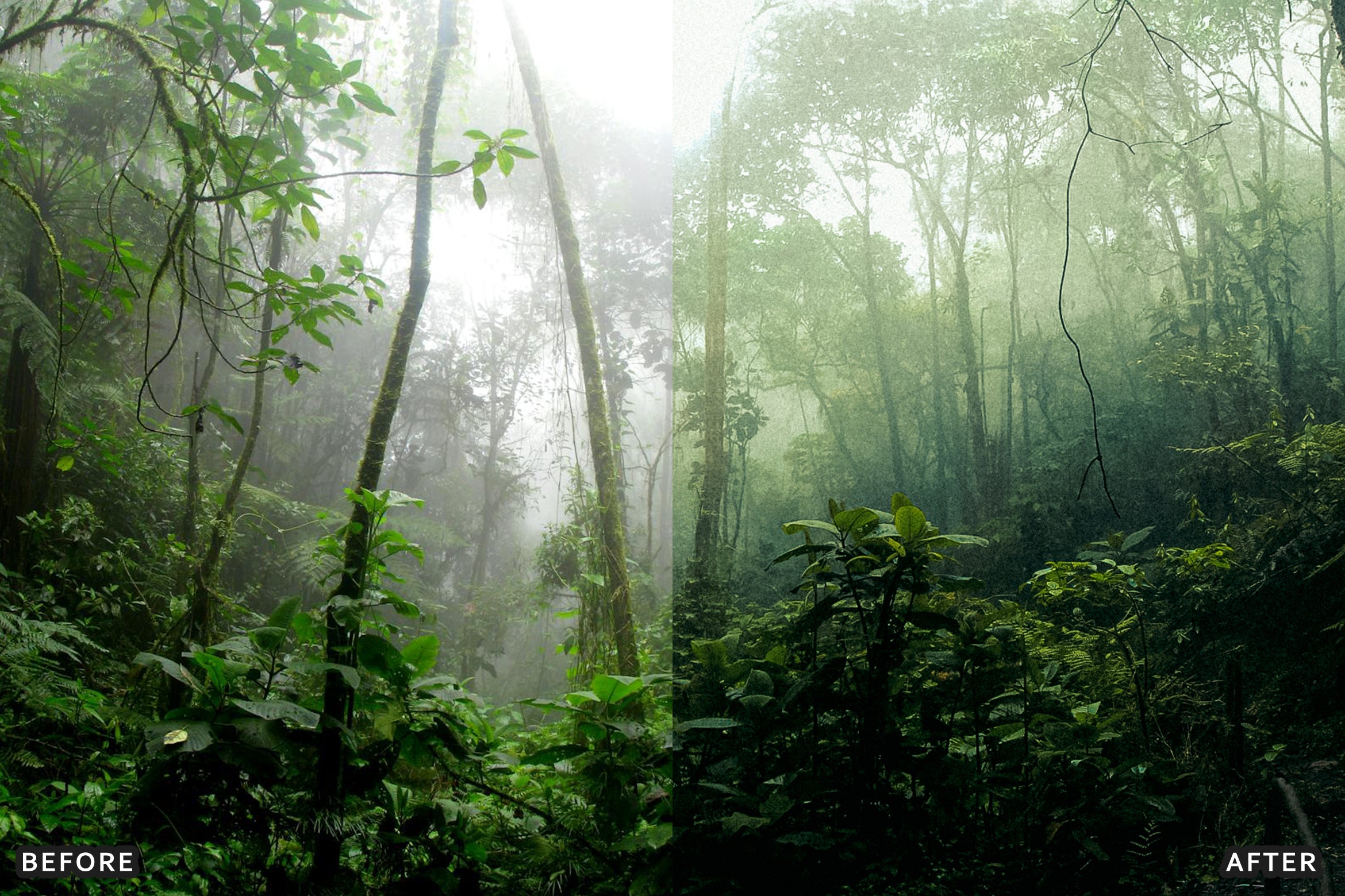 AI-Optimized Green Jungle Morning Cinematic Lightroom Presets