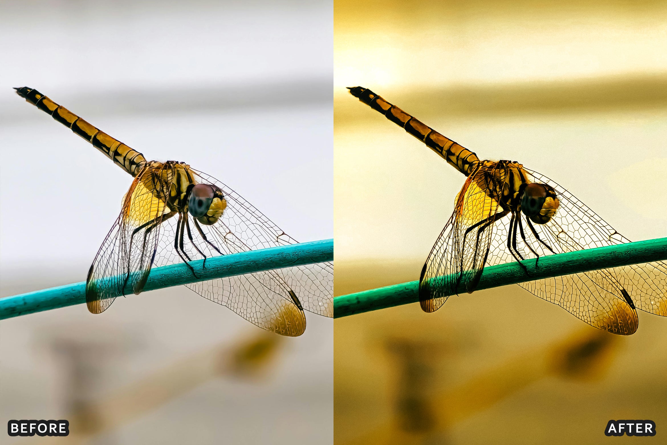 AI-Optimized Macro Photography Lightroom Preset