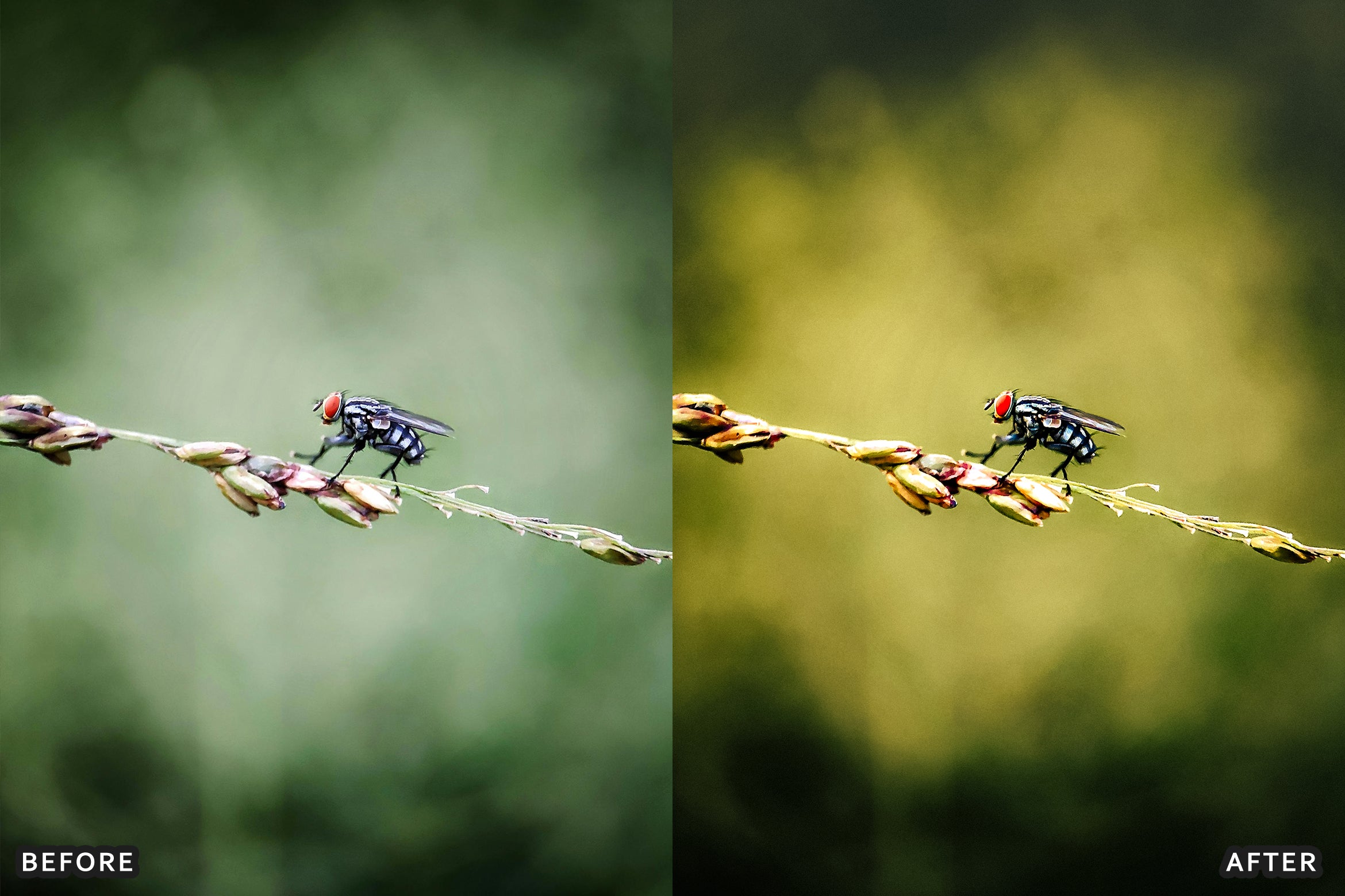 AI-Optimized Macro Photography Lightroom Preset