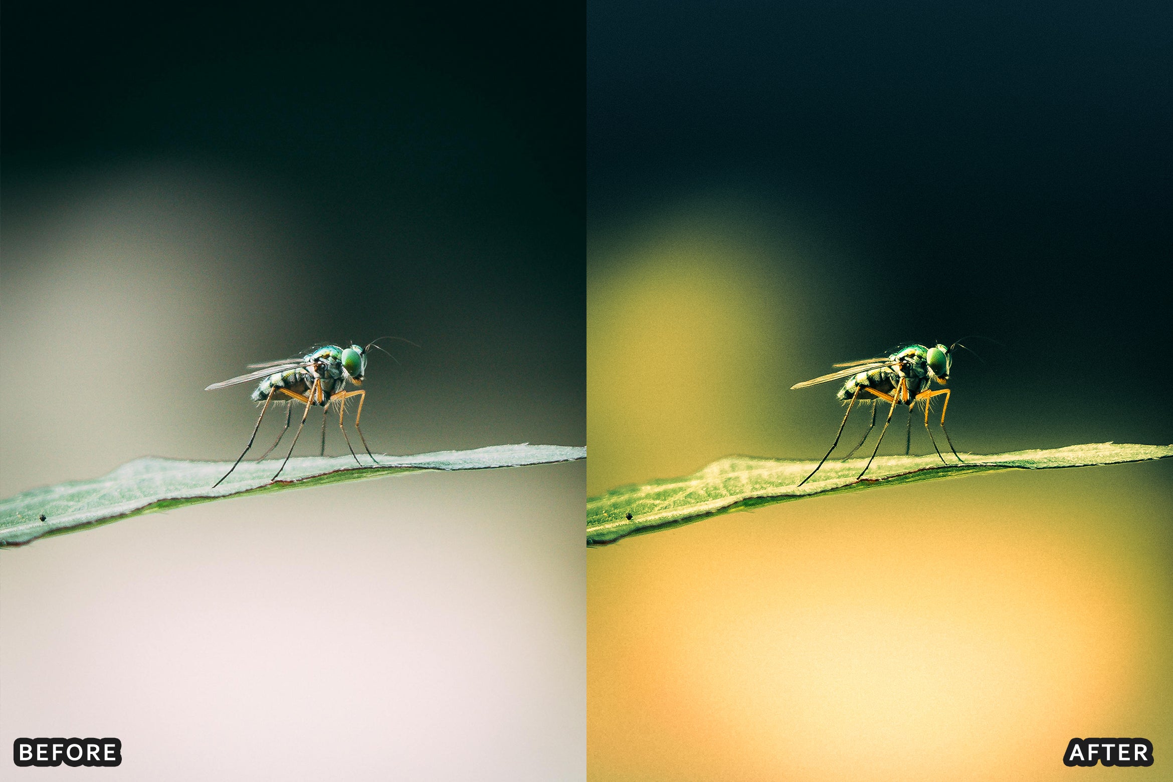 AI-Optimized Macro Photography Lightroom Preset