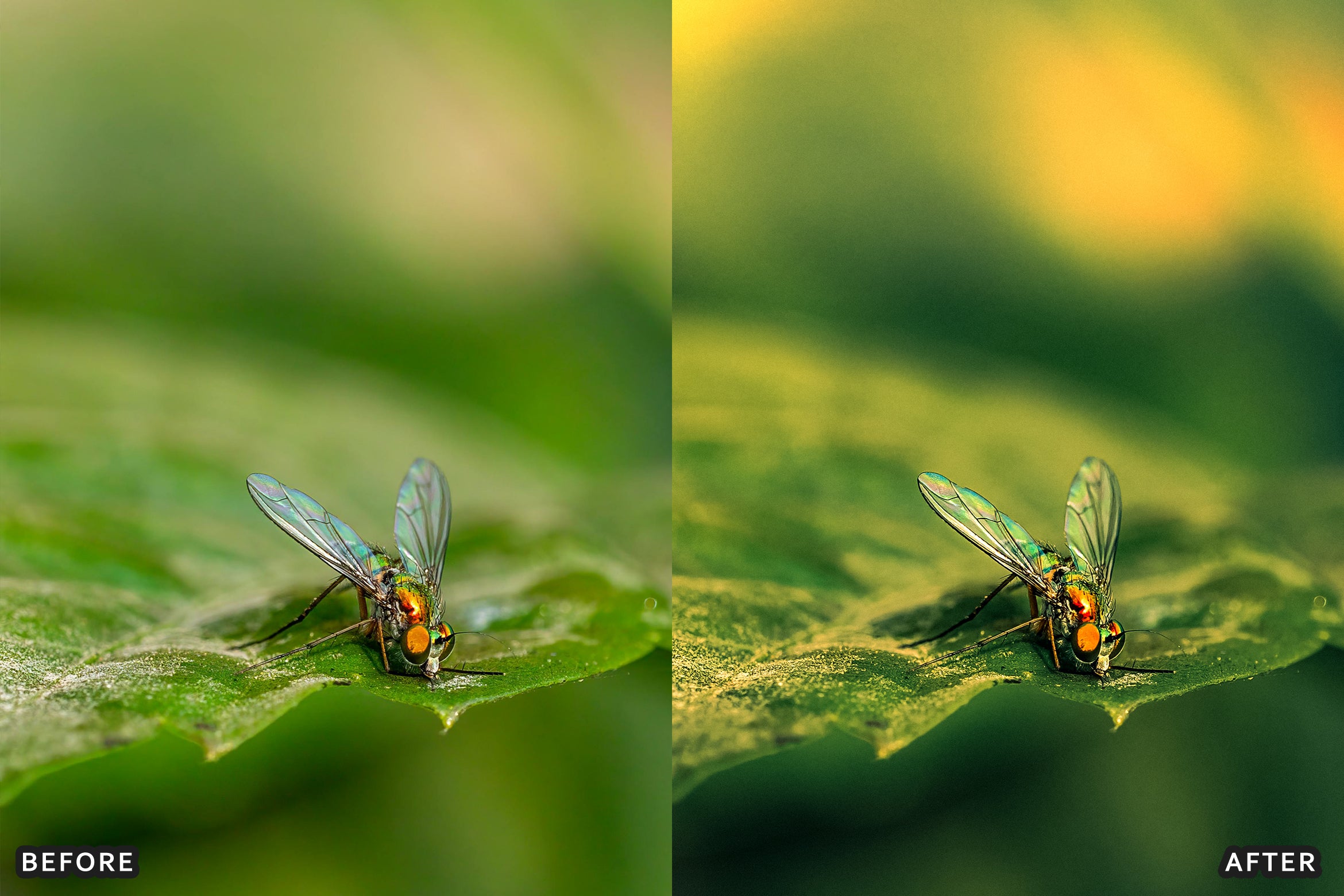 AI-Optimized Macro Photography Lightroom Preset