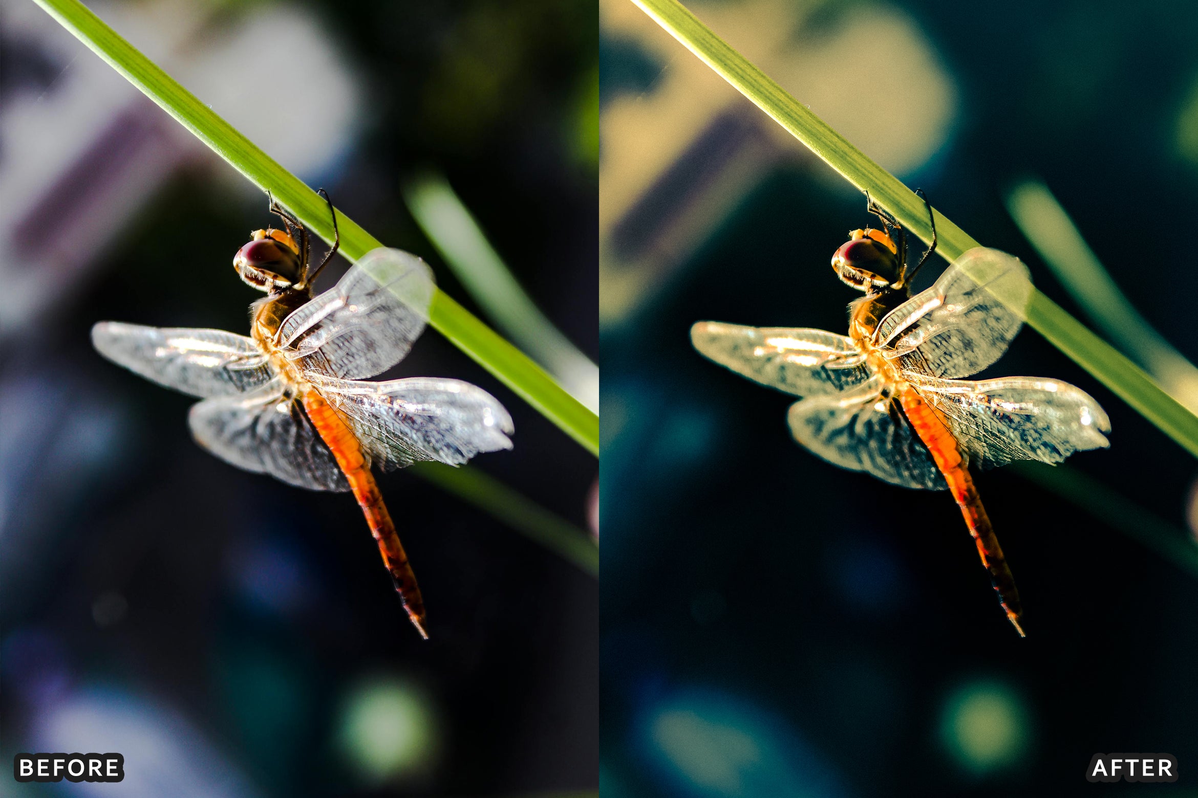 AI-Optimized Macro Photography Lightroom Preset