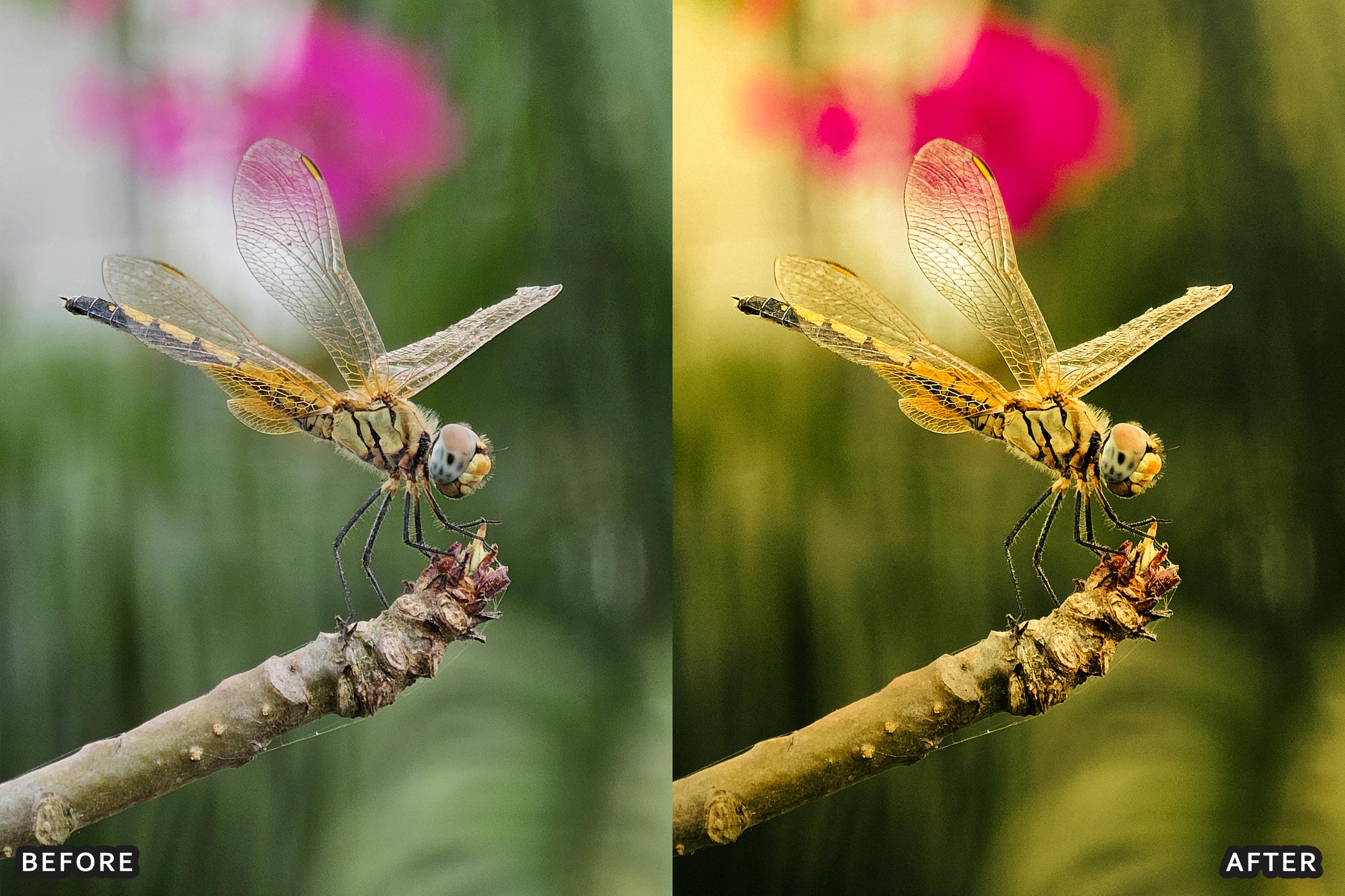 AI-Optimized Macro Photography Lightroom Preset