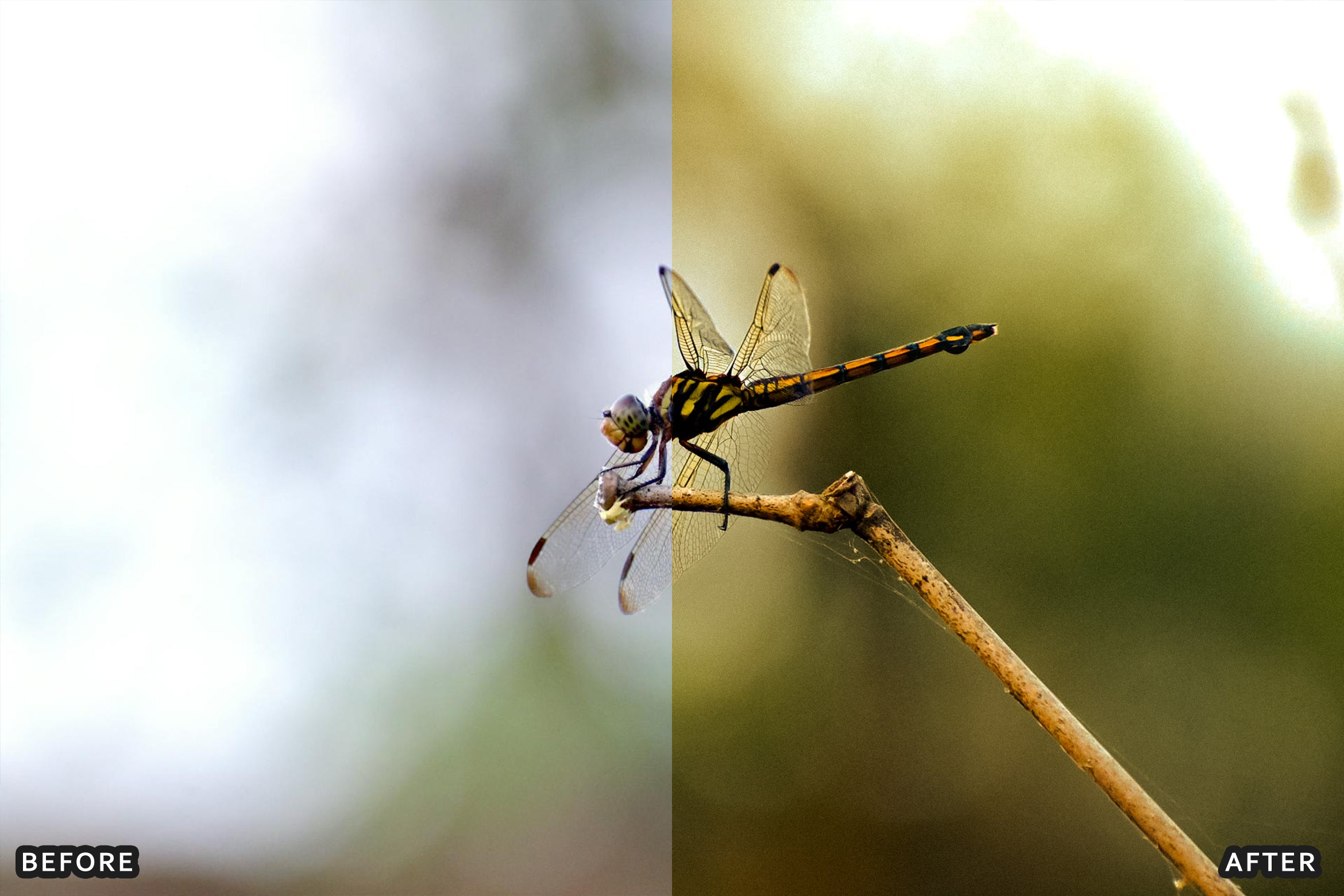 AI-Optimized Macro Photography Lightroom Preset
