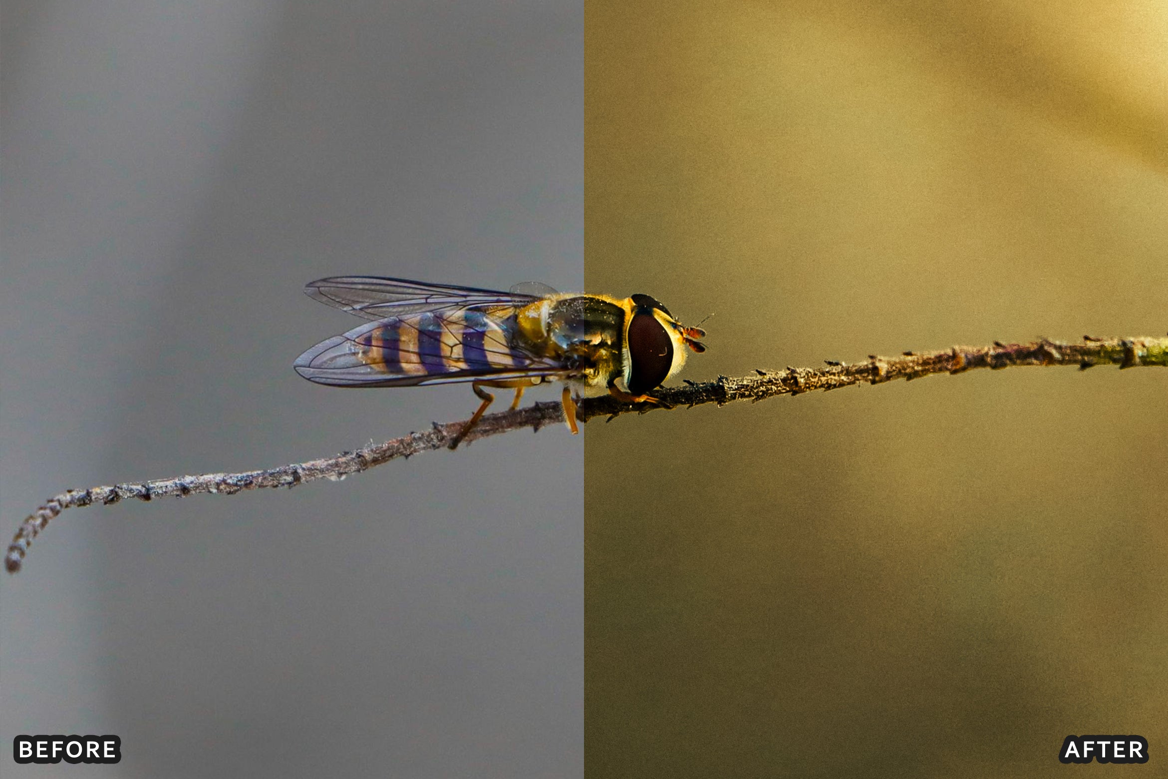 AI-Optimized Macro Photography Lightroom Preset