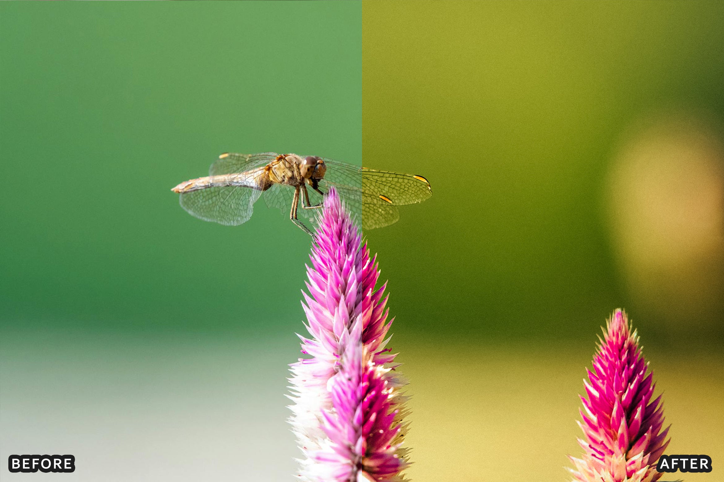 AI-Optimized Macro Photography Lightroom Preset