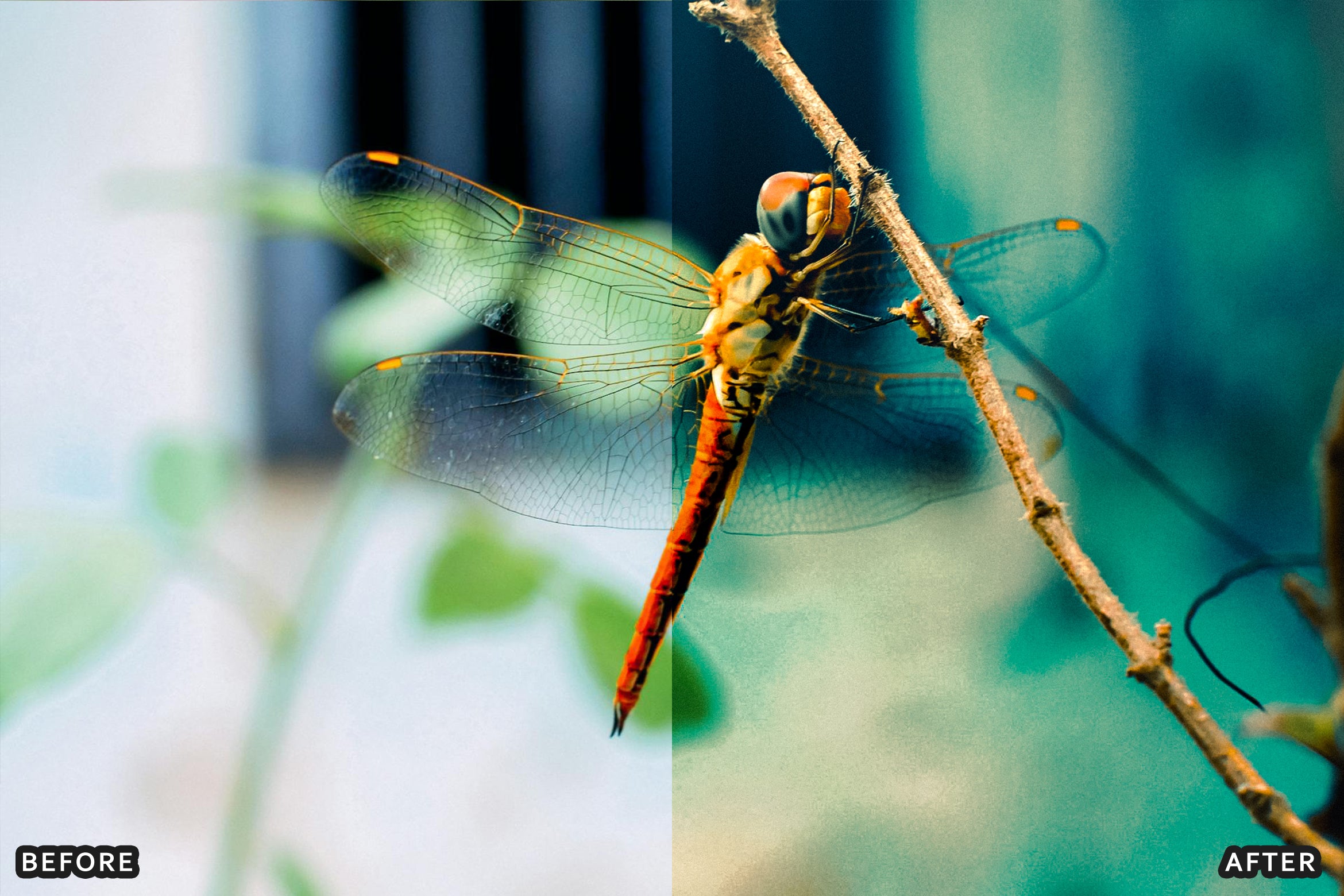 AI-Optimized Macro Photography Lightroom Preset