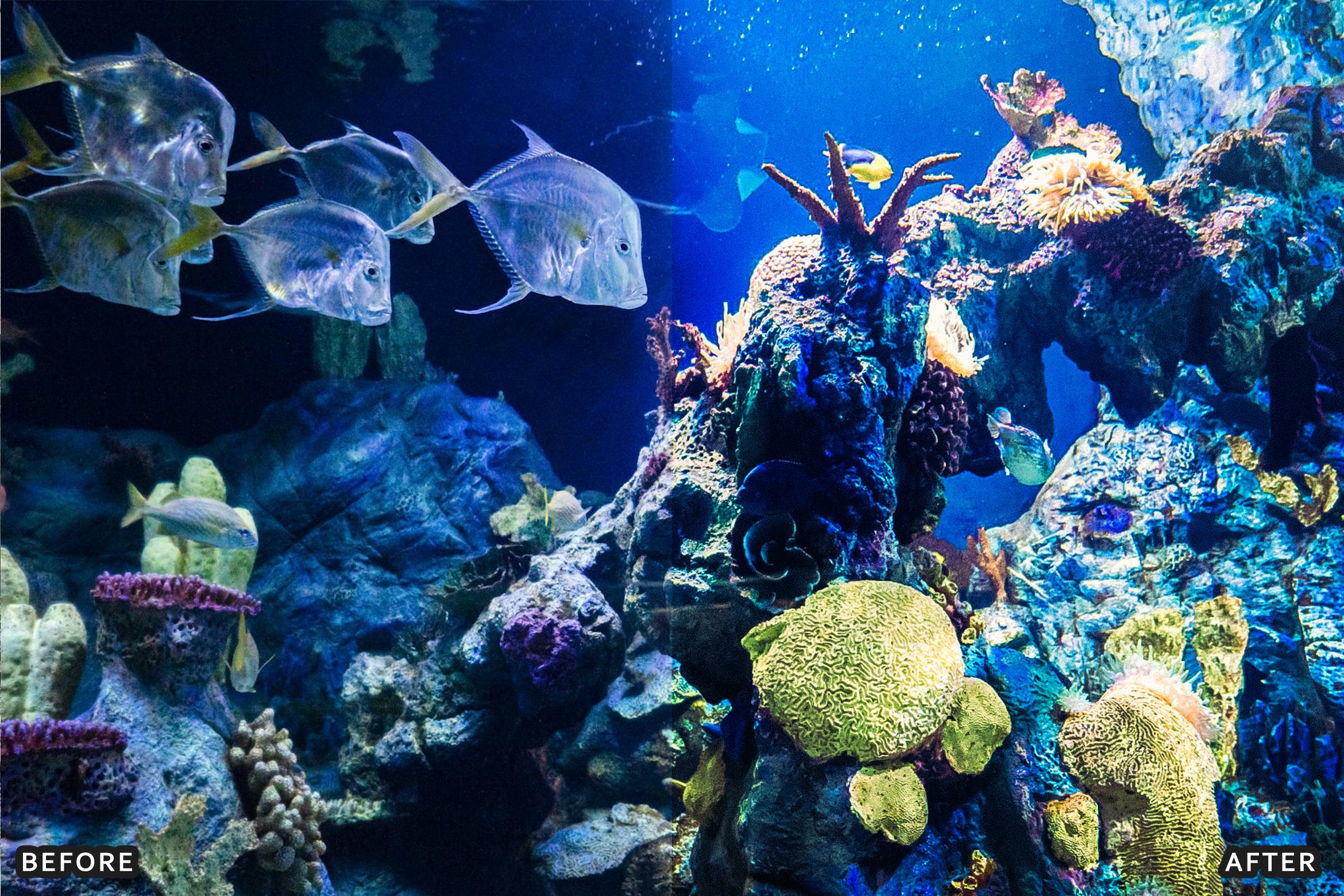 AI-Optimized Moody Underwater Lightroom Presets - Lightroom Presets - by AAA Presets