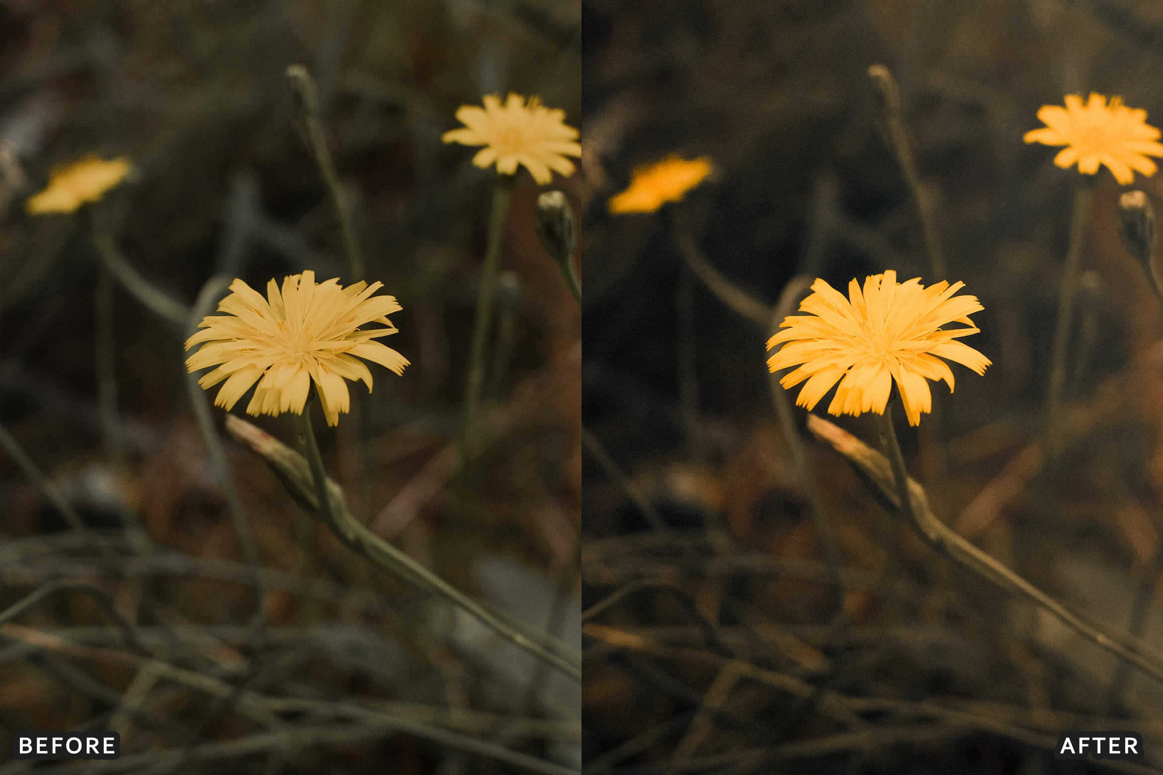 AI-Optimized Warm Velvet Lightroom Presets - Lightroom Presets - by AAA Presets