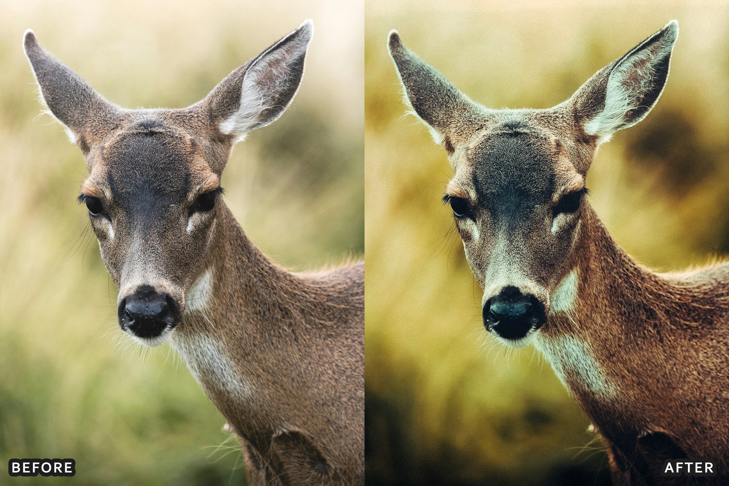 AI-Optimized Wild Animal Lightroom Presets
