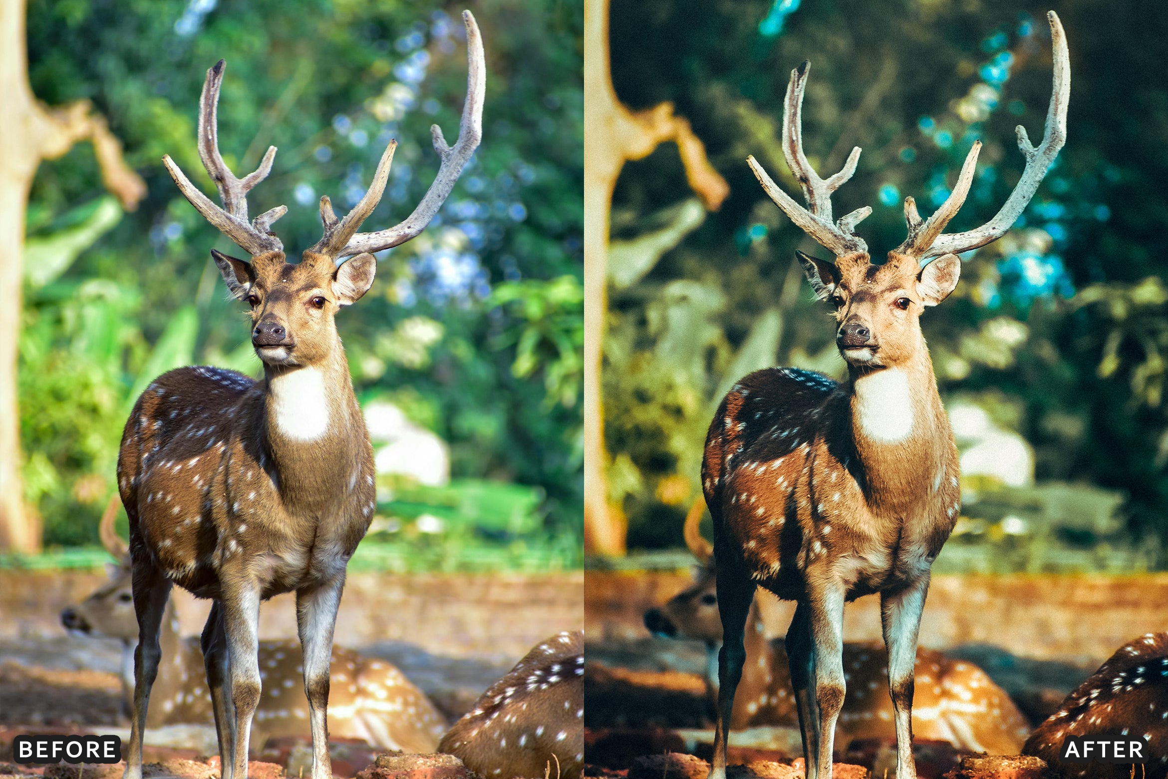 AI-Optimized Wild Animal Lightroom Presets