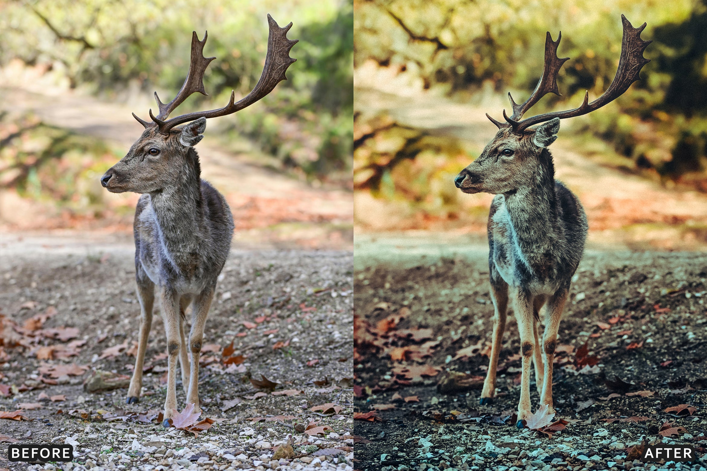 AI-Optimized Wild Animal Lightroom Presets