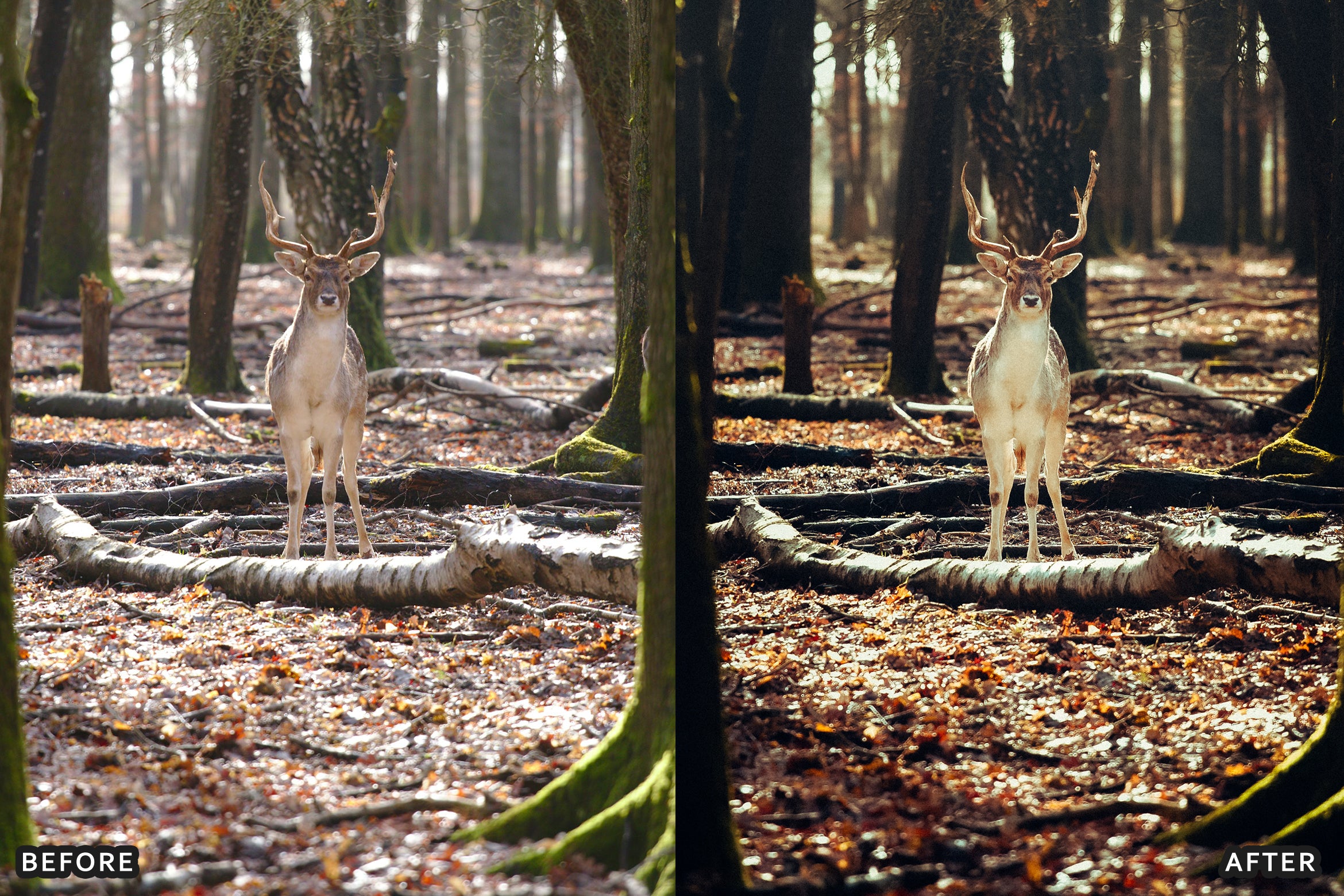 AI-Optimized Wild Animal Lightroom Presets