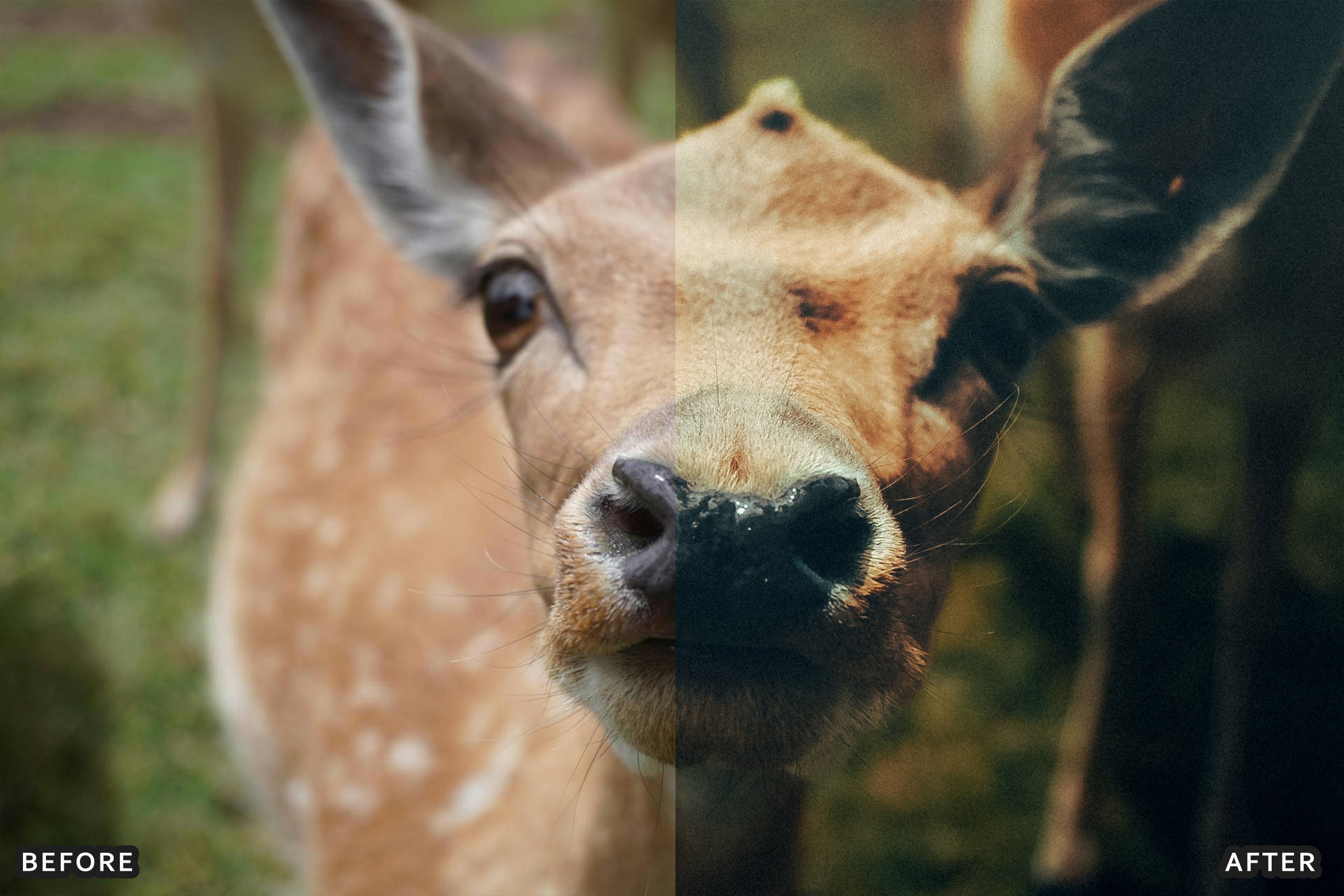 AI-Optimized Wild Animal Lightroom Presets