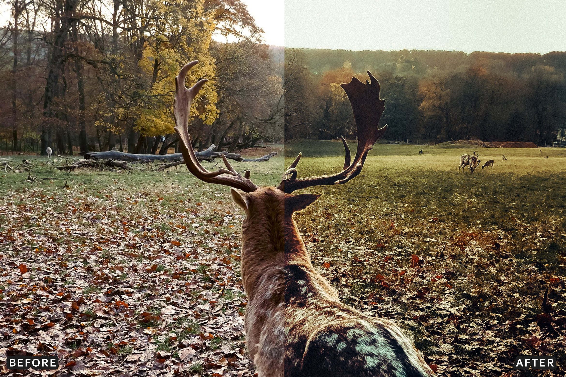 AI-Optimized Wild Animal Lightroom Presets