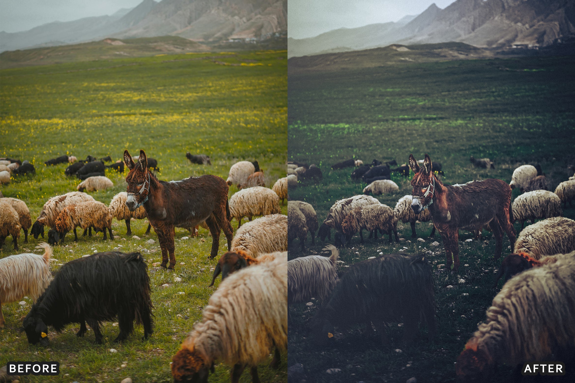 AI-Optimized Dark Green Lightroom Presets - adobe lightroom presets, Blogger presets, bright presets, car presets, Cinematic Presets, HDR presets, instagram presets, landscape presets, lightroom presets, moody presets, presets before and after, professional lightroom presets - aaapresets.com