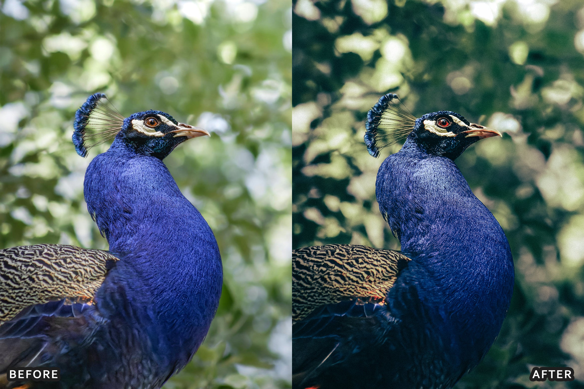 AI-Optimized Deep Jungle Tones Lightroom Presets - Lightroom Presets - by AAA Presets