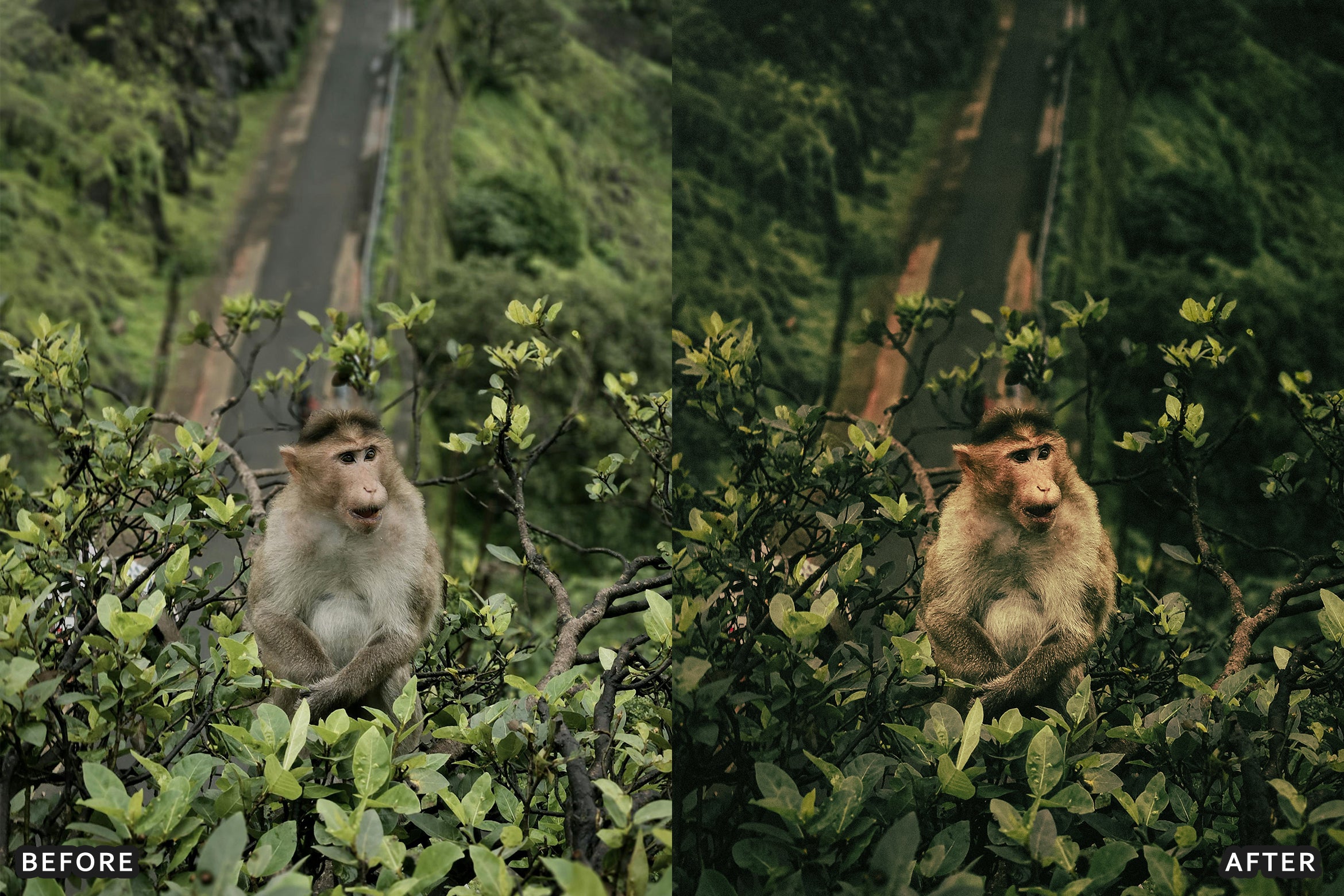 AI-Optimized Deep Jungle Tones Lightroom Presets - Lightroom Presets - by AAA Presets