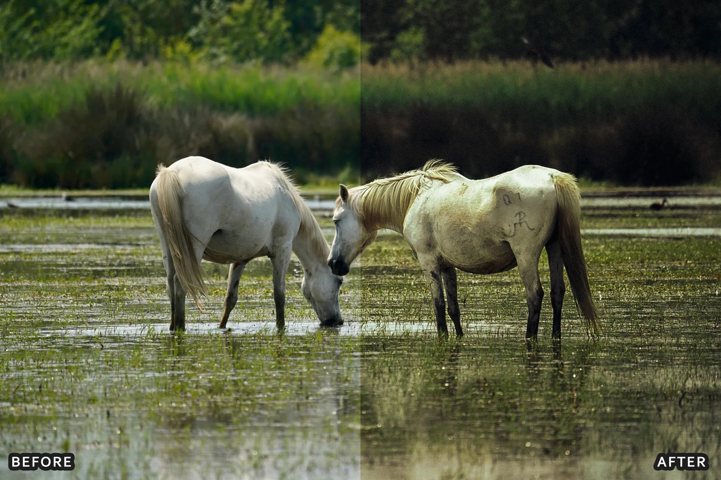 AI-Optimized Horse Ranch Lightroom Presets - Lightroom Presets - by AAA Presets