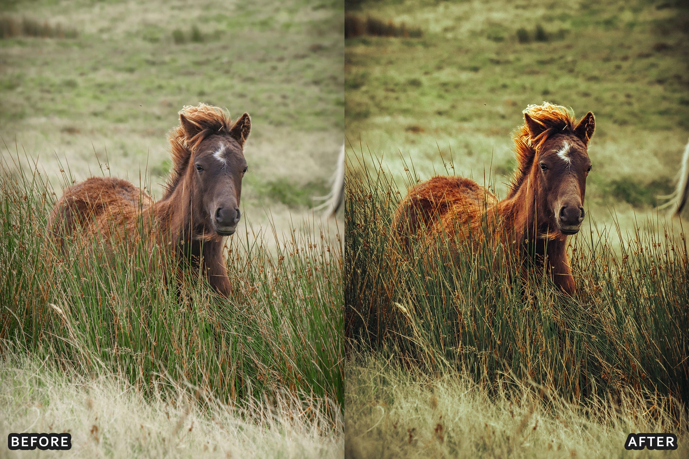 AI-Optimized Horse Ranch Lightroom Presets - Lightroom Presets - by AAA Presets