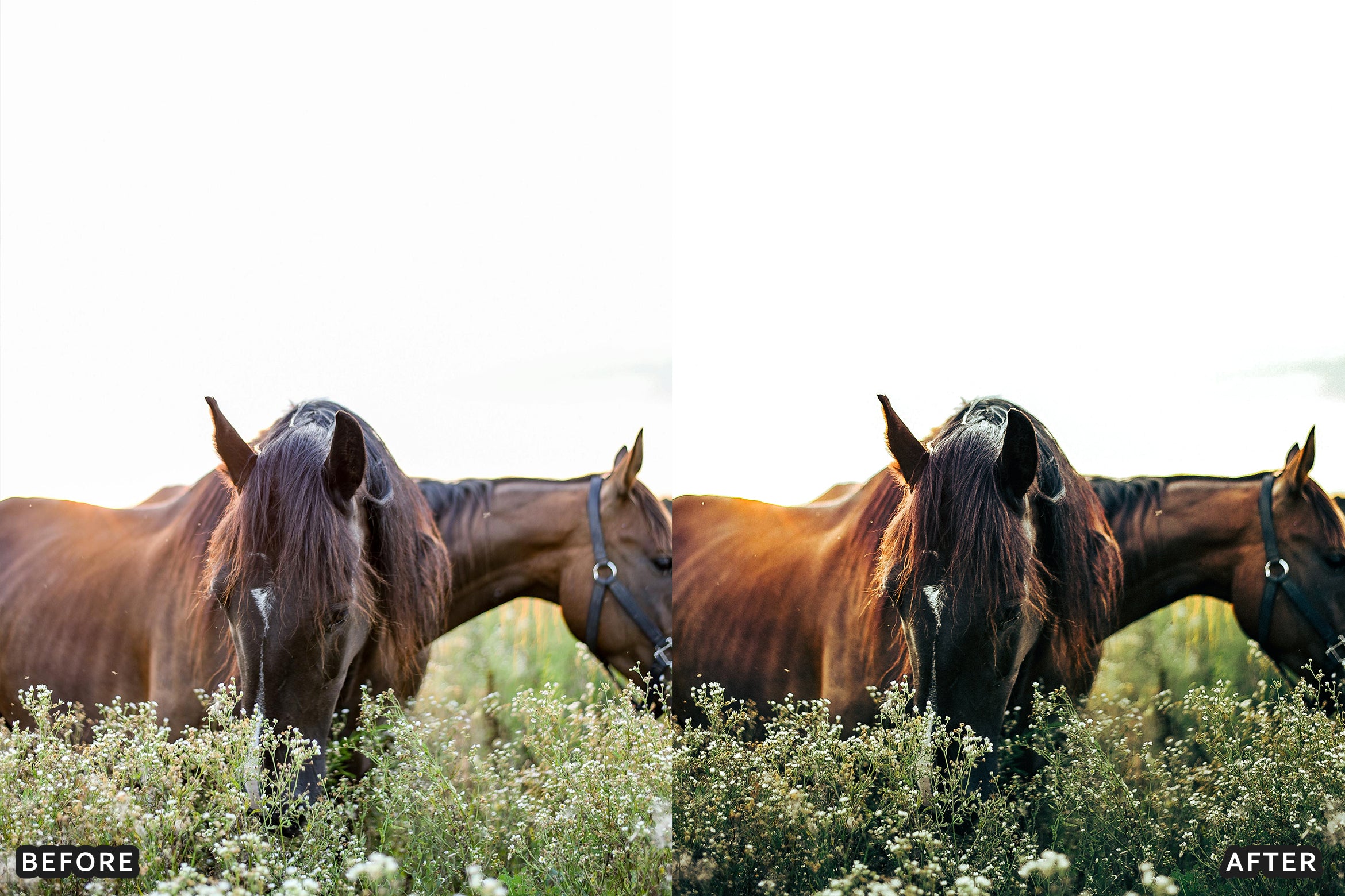 AI-Optimized Horse Ranch Lightroom Presets - Lightroom Presets - by AAA Presets
