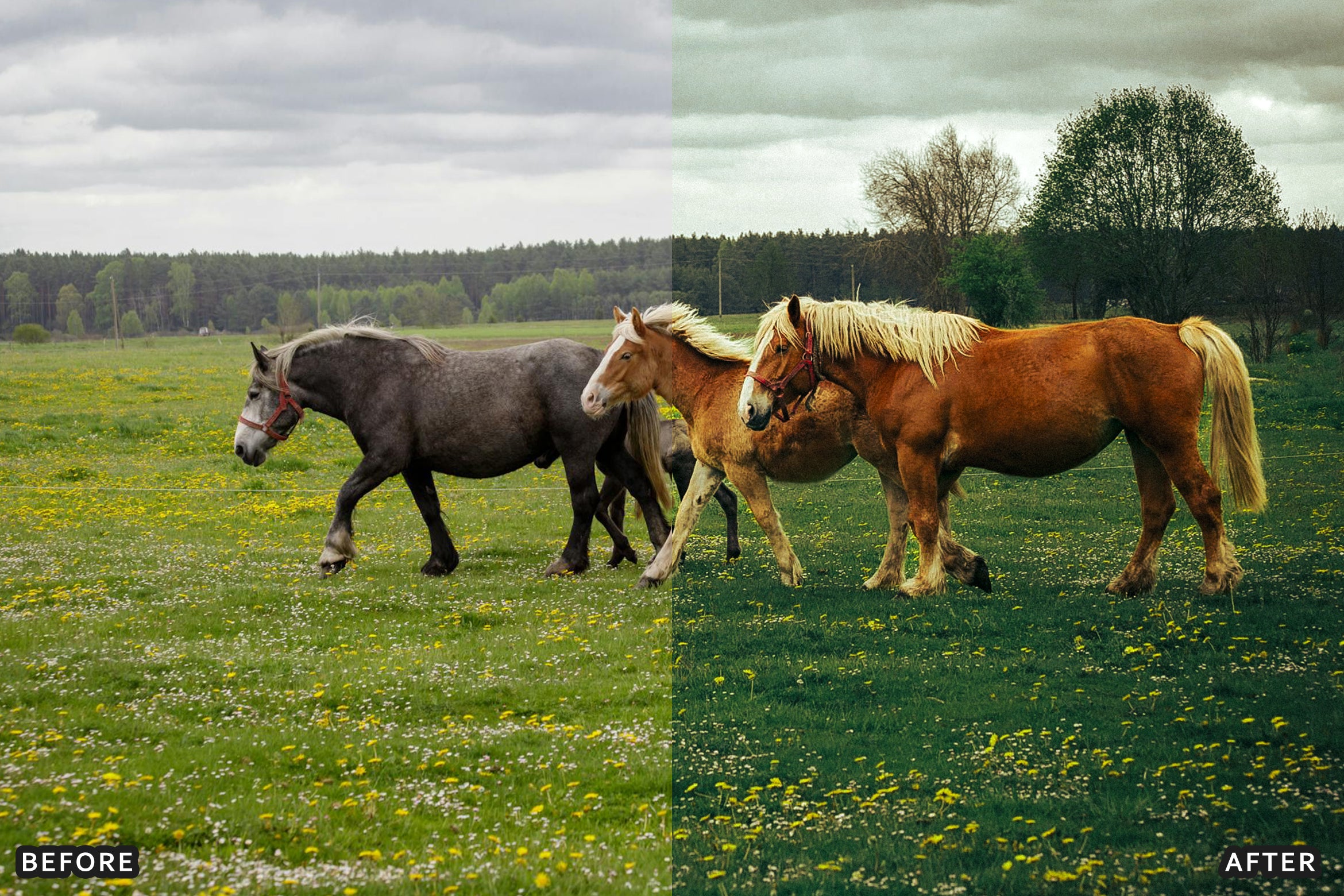 AI-Optimized Horse Ranch Lightroom Presets - Lightroom Presets - by AAA Presets