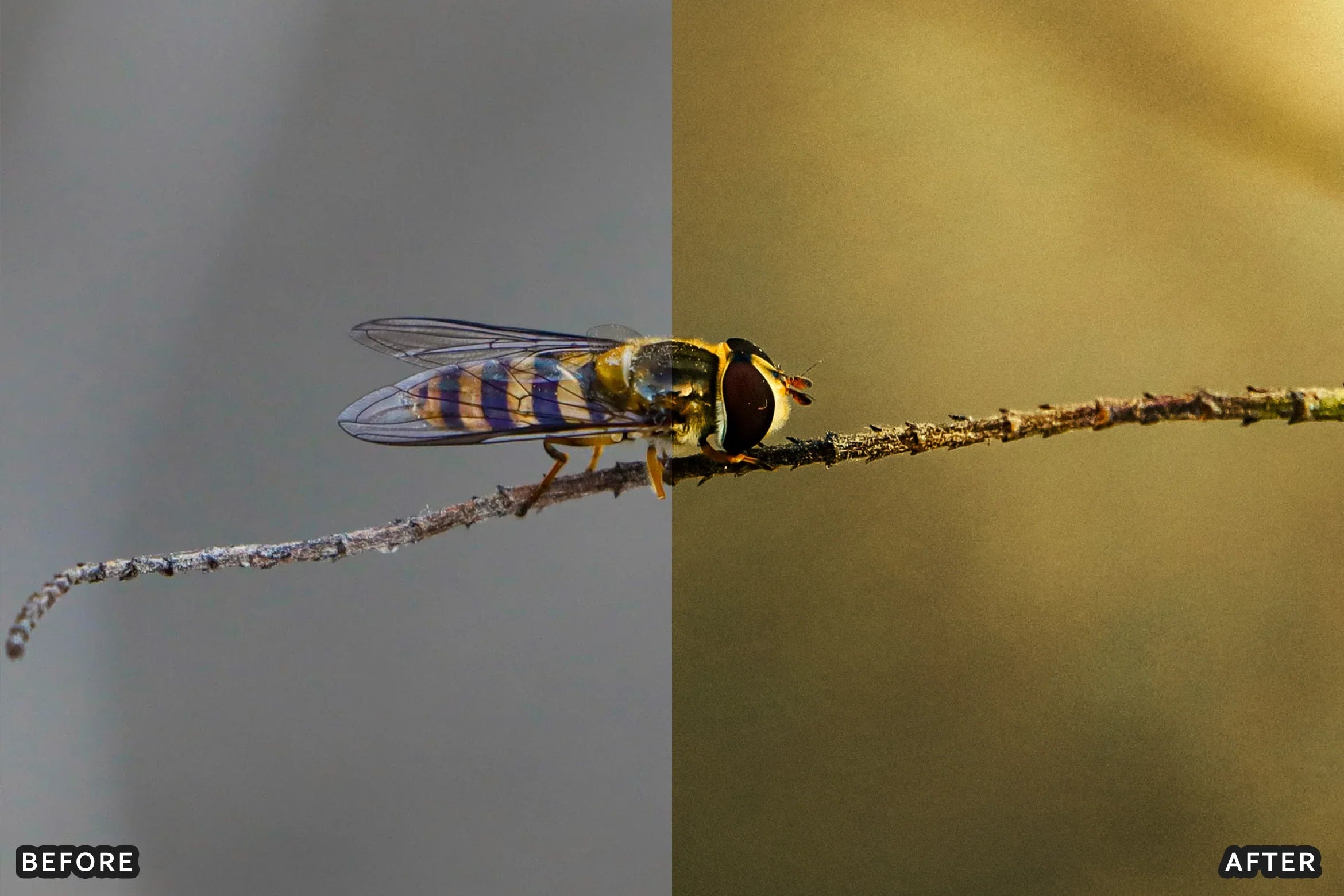 AI-Optimized Macro Photography Lightroom Preset