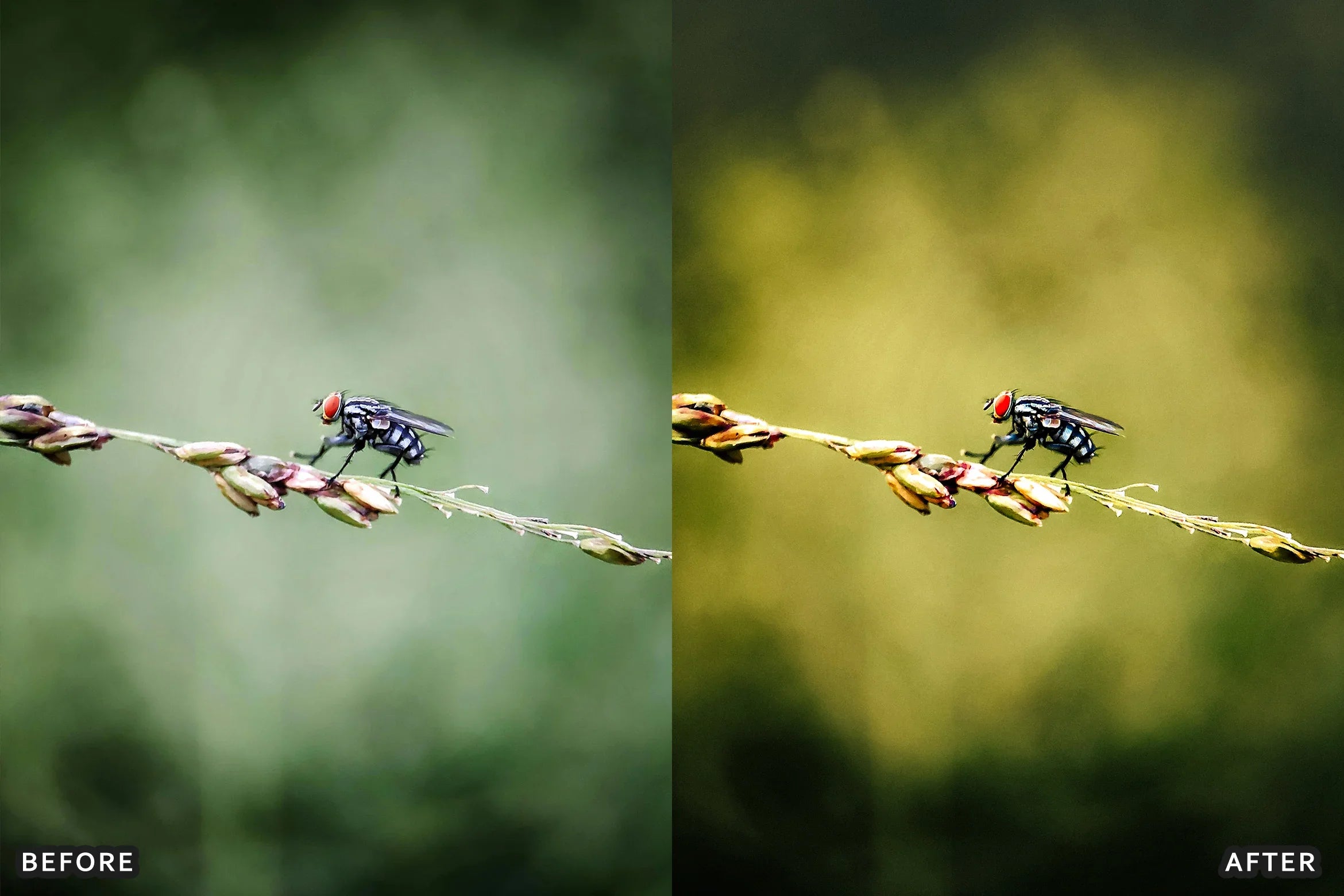 AI-Optimized Macro Photography Lightroom Preset