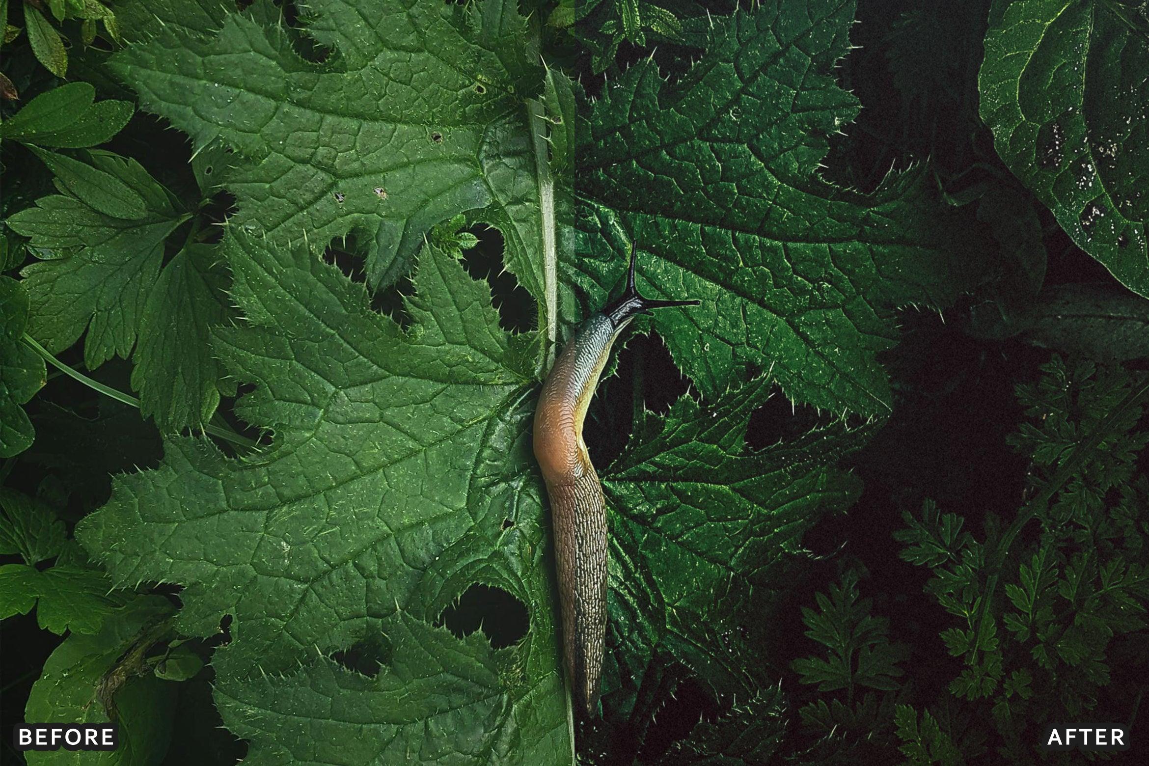 AI-Optimized Macro Photography Lightroom Presets - Lightroom Presets - by AAA Presets