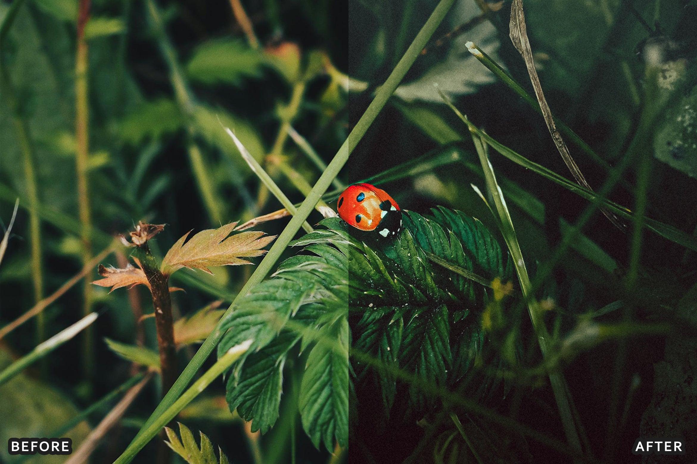 AI-Optimized Macro Photography Lightroom Presets - Lightroom Presets - by AAA Presets