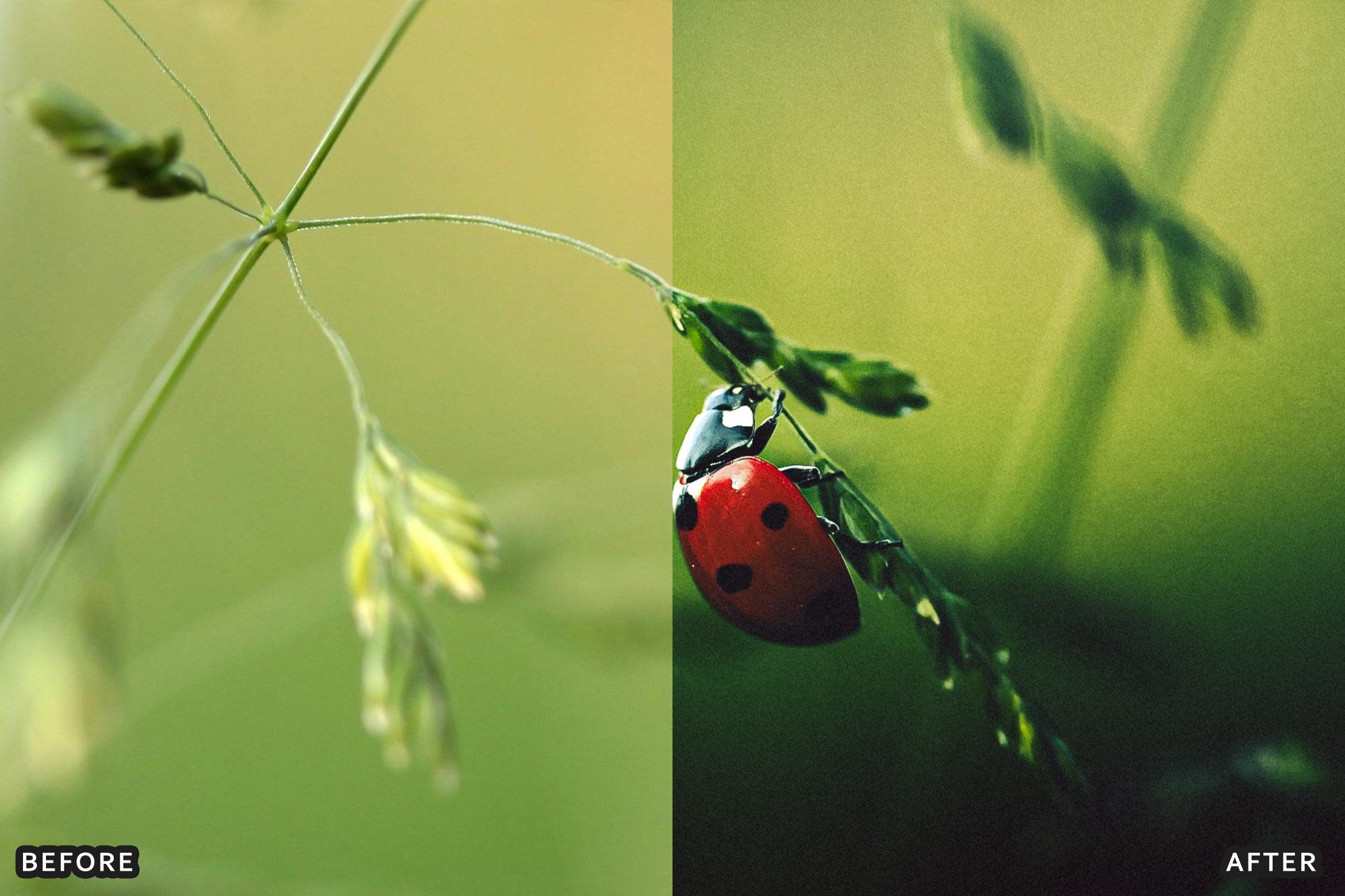 AI-Optimized Macro Photography Lightroom Presets - Lightroom Presets - by AAA Presets