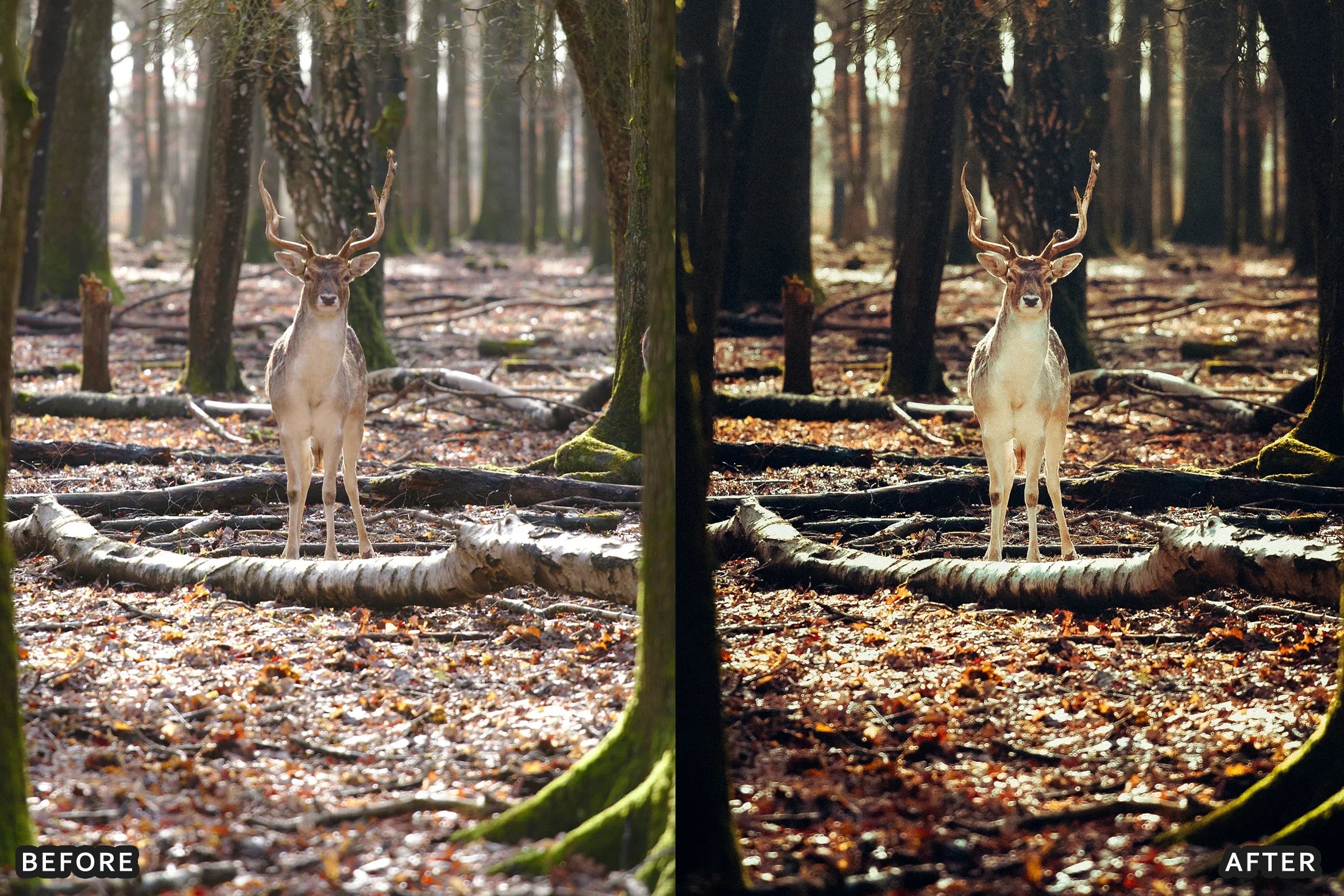 AI-Optimized Wild Animal Lightroom Presets - Lightroom Presets - by AAA Presets