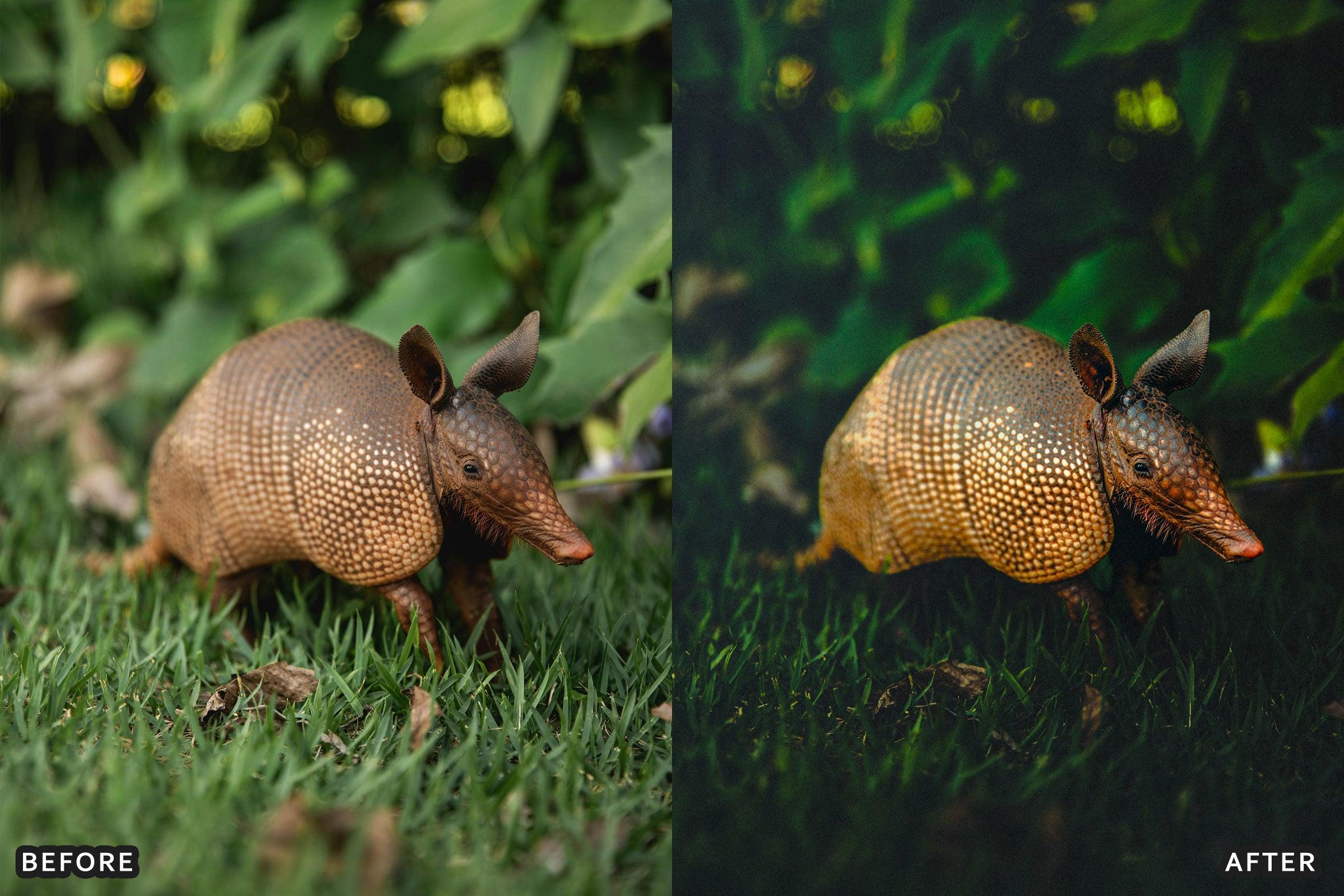 AI-Optimized Wild Life Lightroom Presets - Lightroom Presets - by AAA Presets