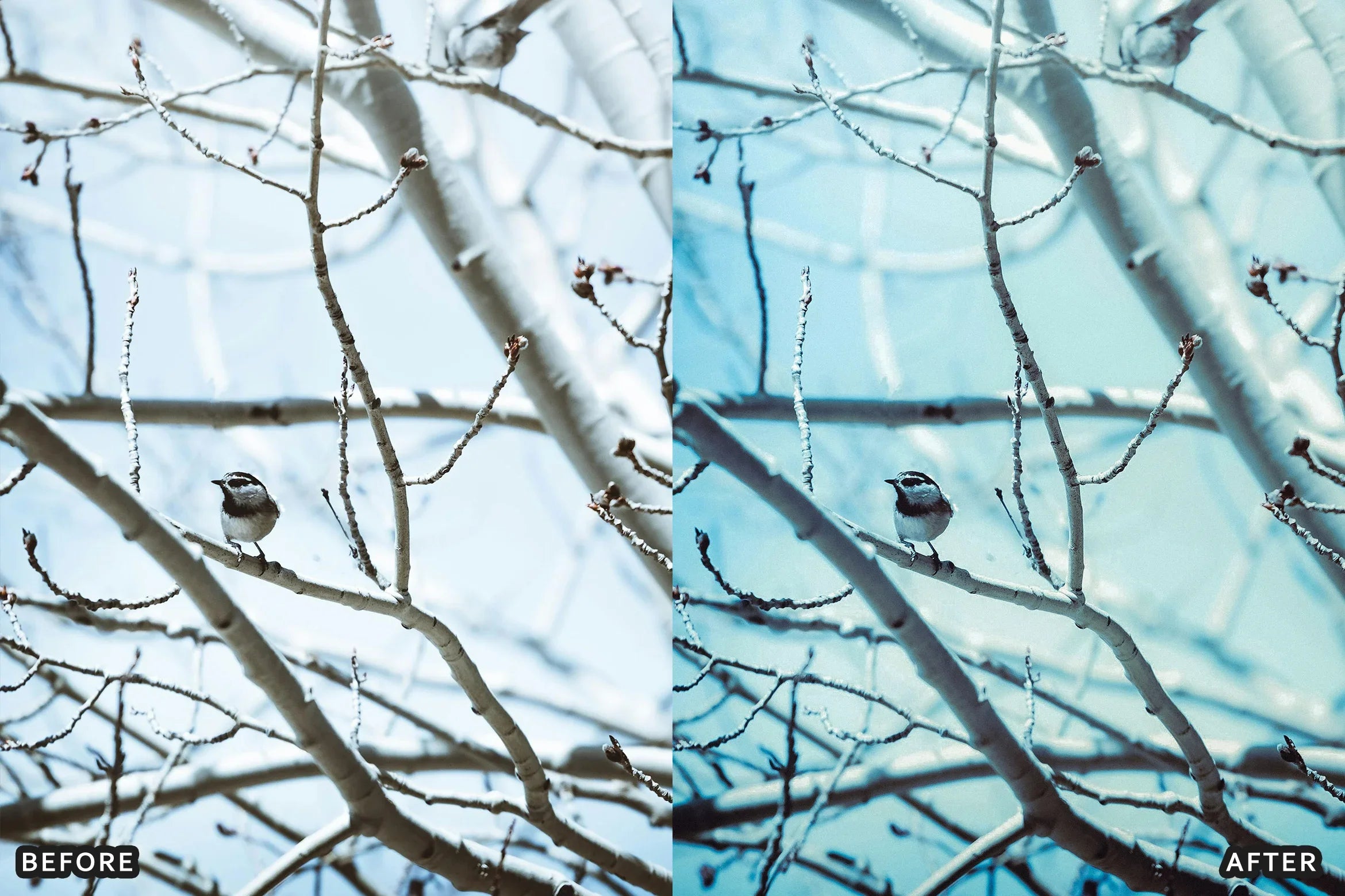 AI-Optimized Winter Snow Landscape Lightroom Presets - Lightroom Presets - by AAA Presets
