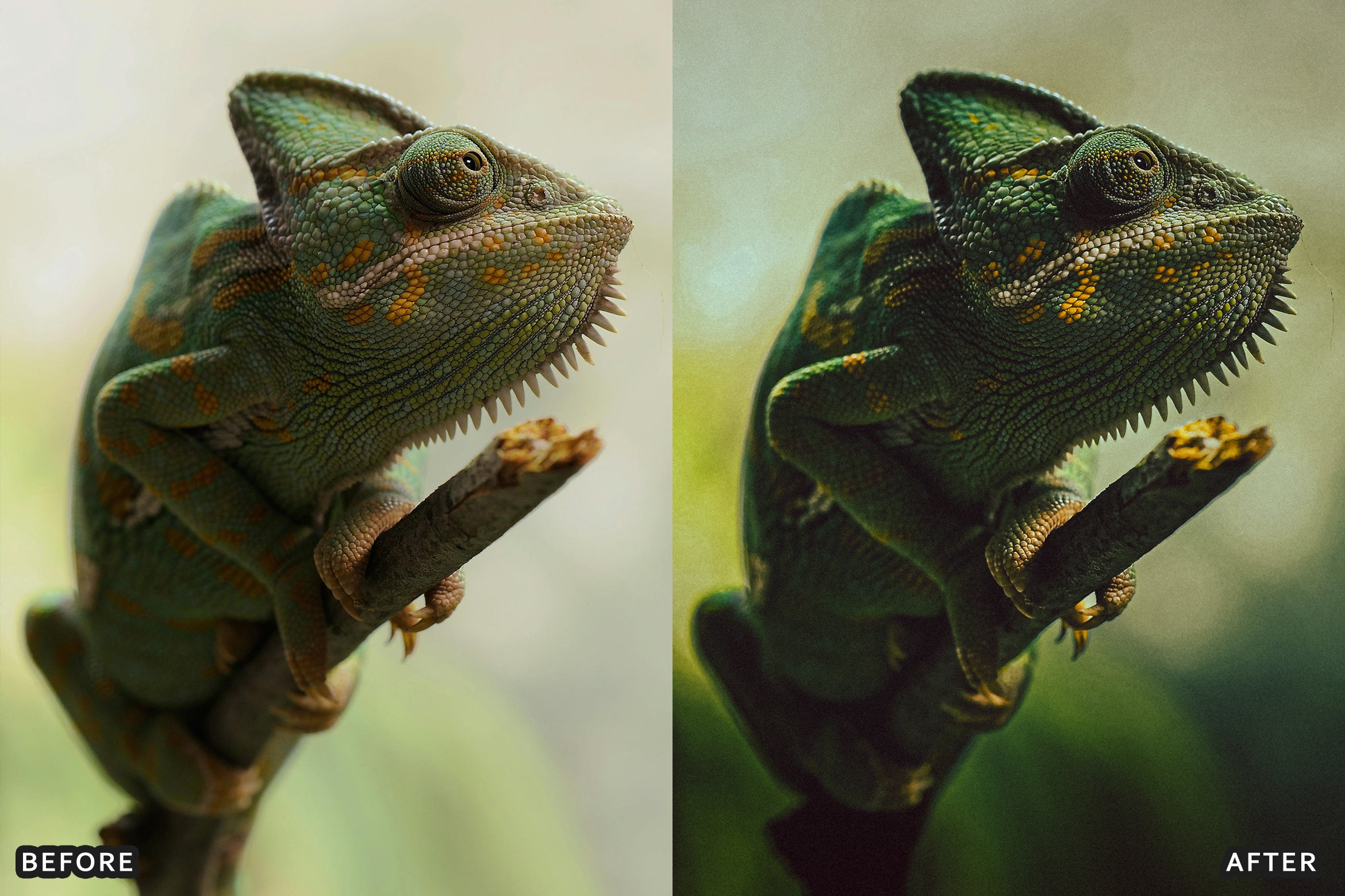 AI-Optimized Macro Photography Lightroom Presets