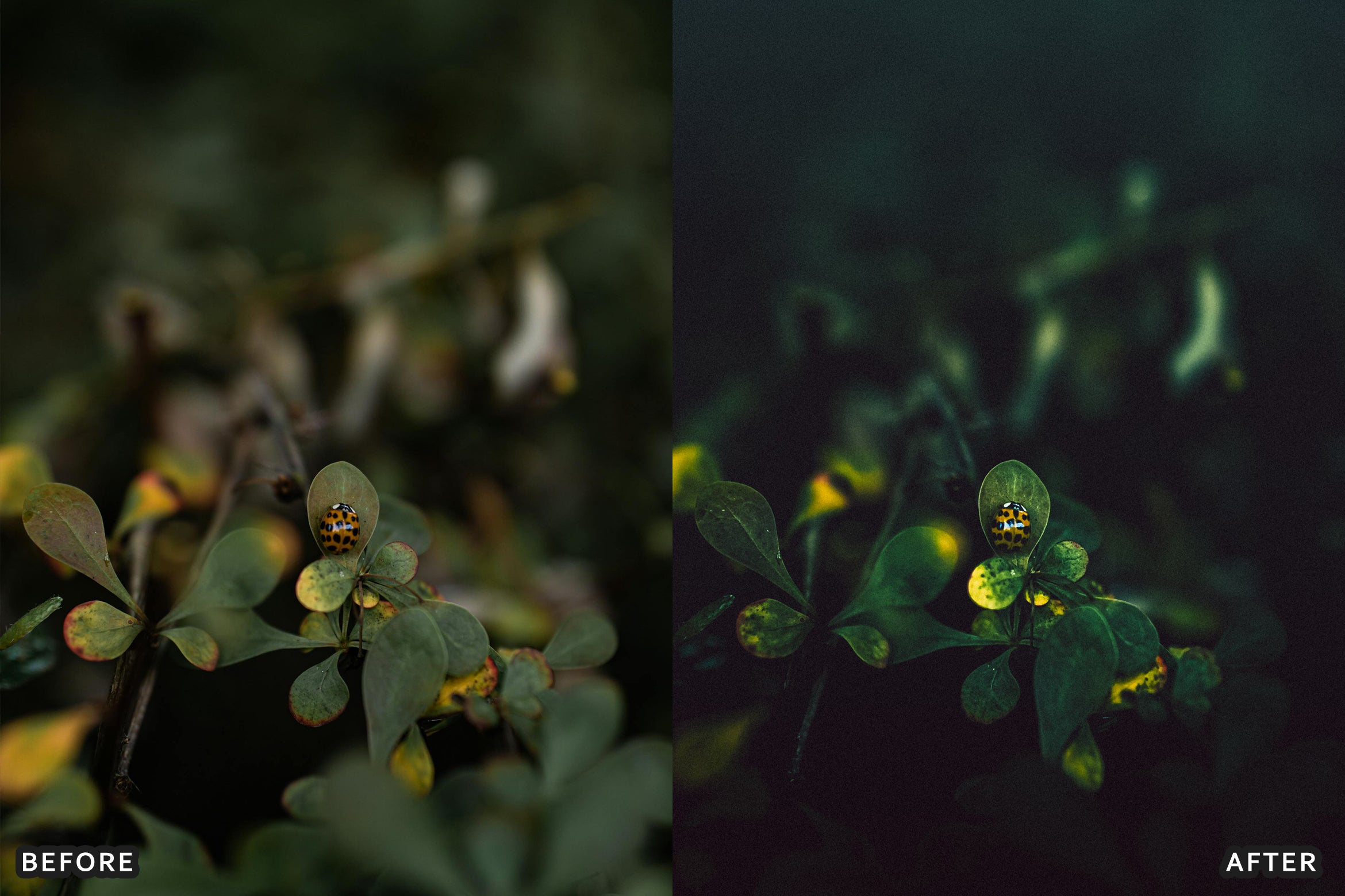 AI-Optimized Macro Photography Lightroom Presets