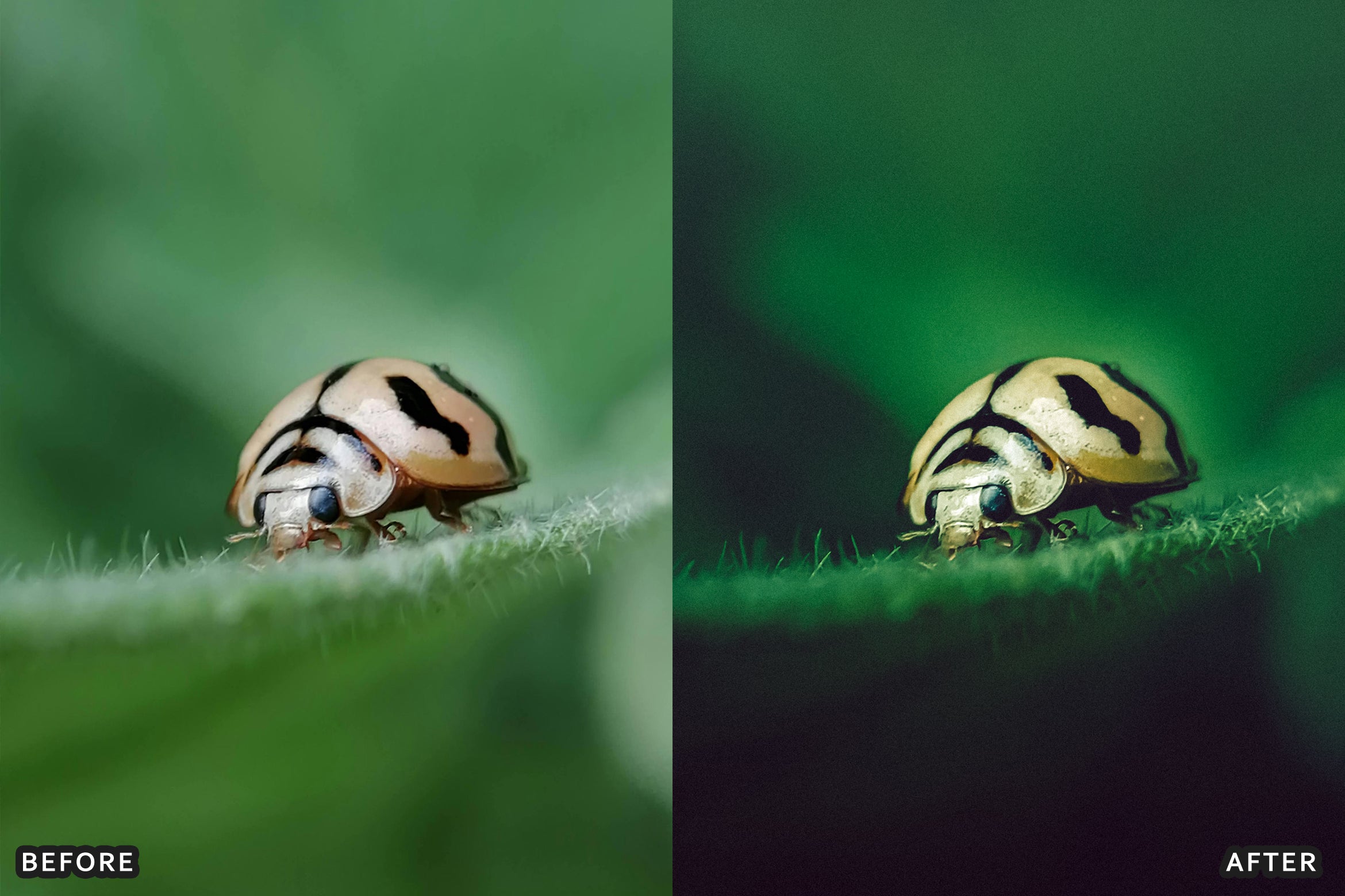 AI-Optimized Macro Photography Lightroom Presets