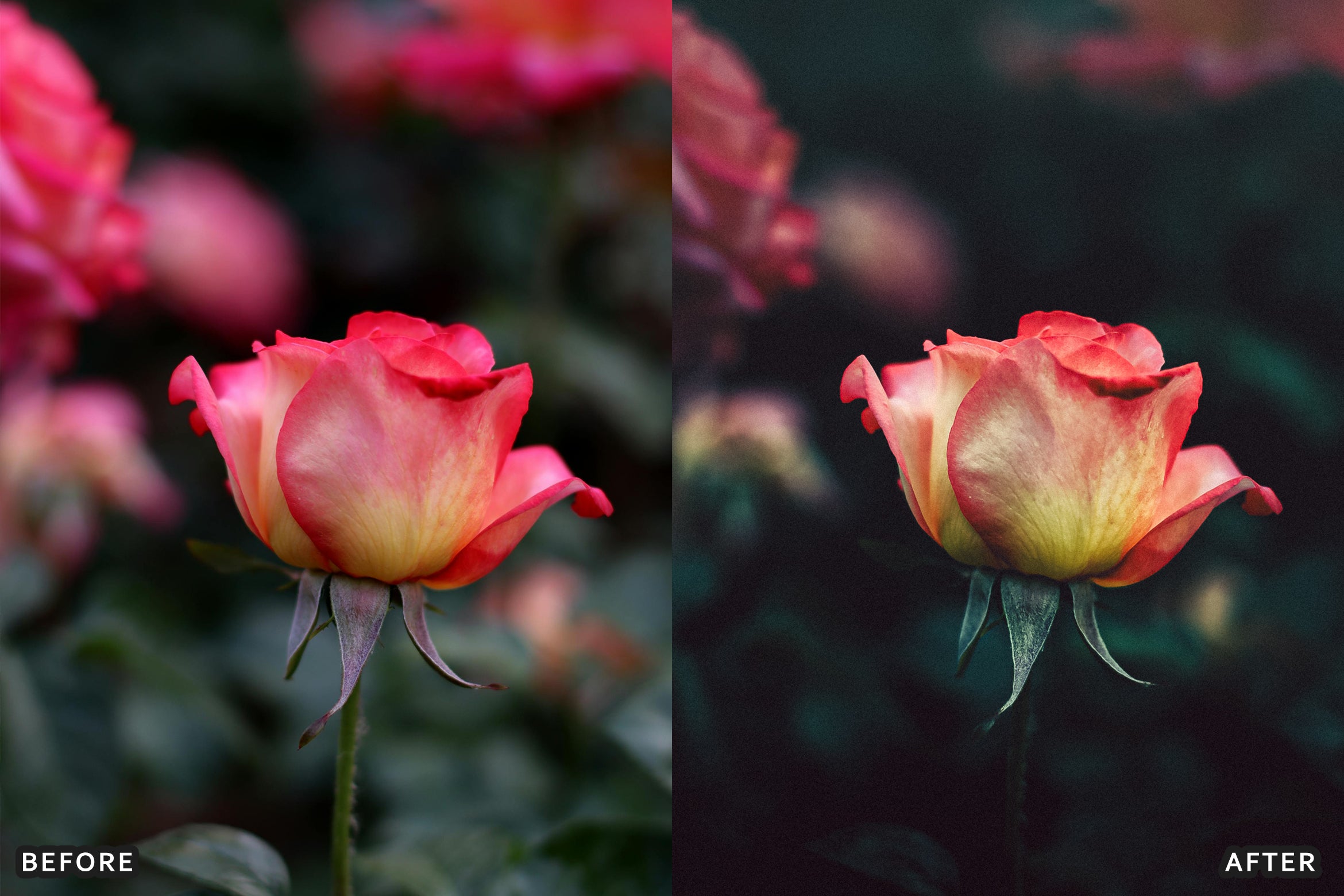 AI-Optimized Macro Photography Lightroom Presets