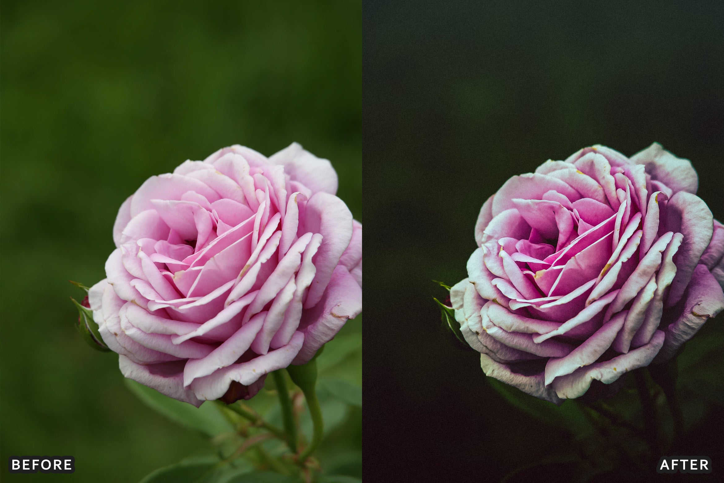 AI-Optimized Macro Photography Lightroom Presets