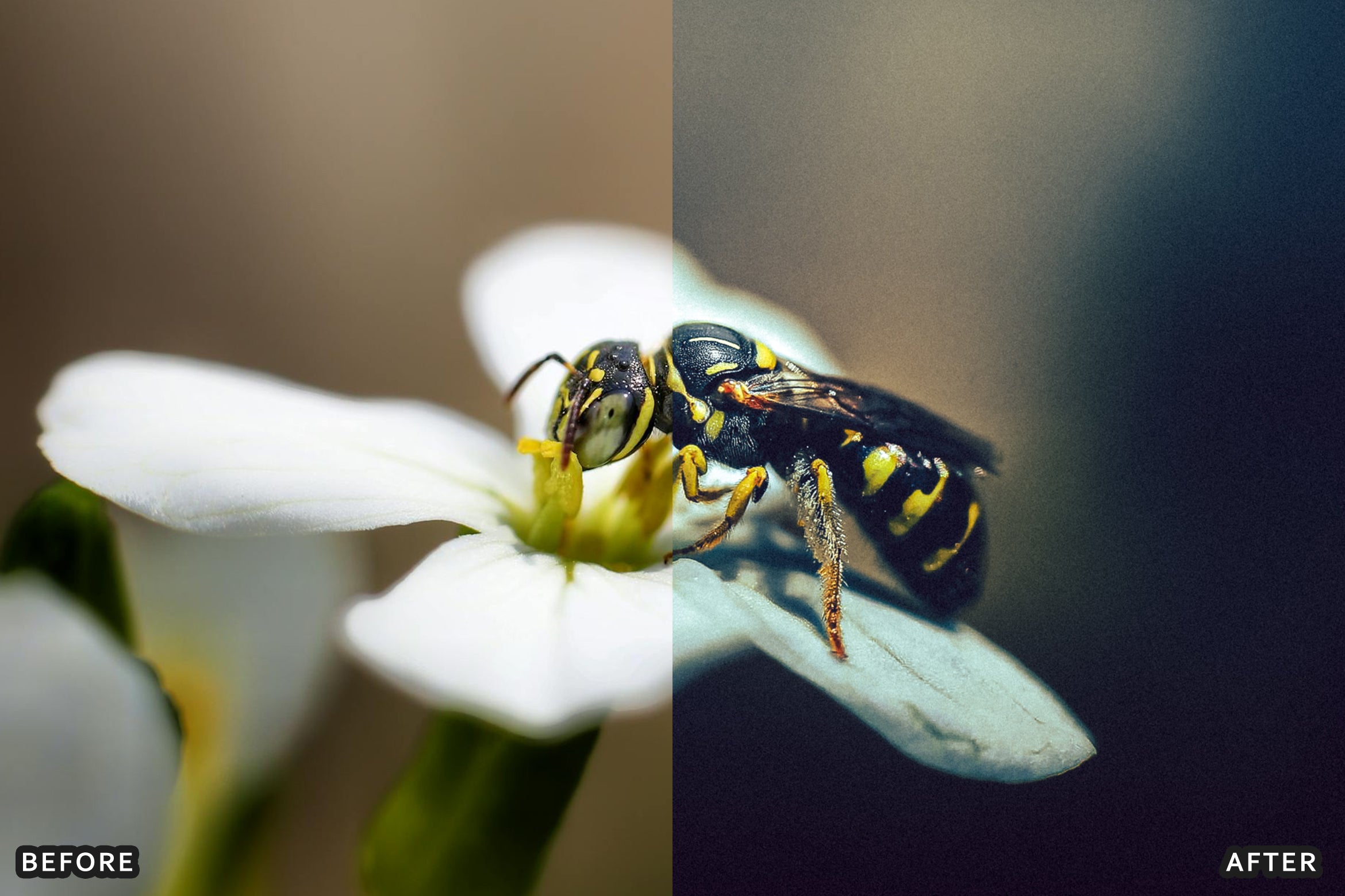 AI-Optimized Macro Photography Lightroom Presets